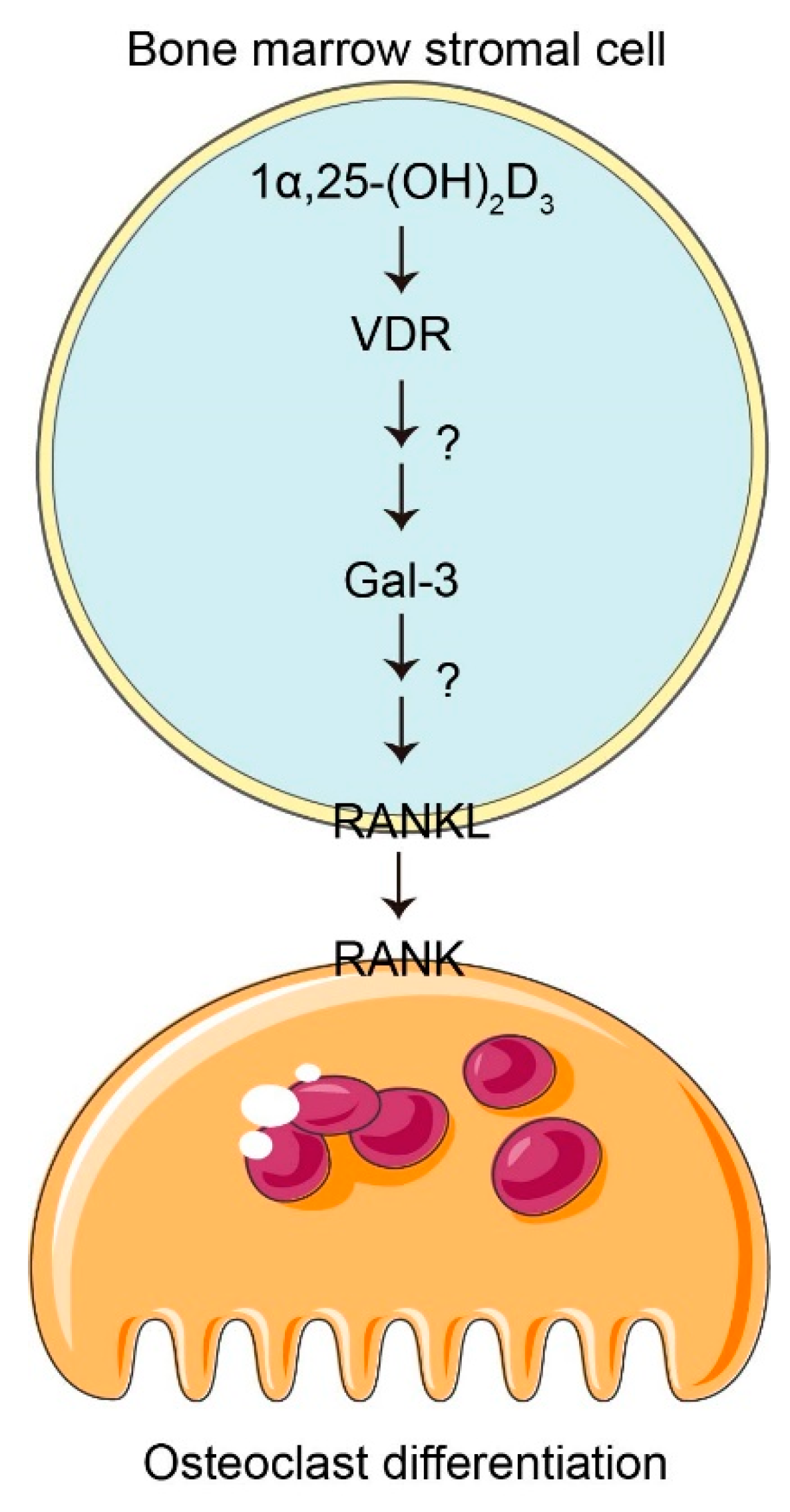 Vetsci 08 00234 g007