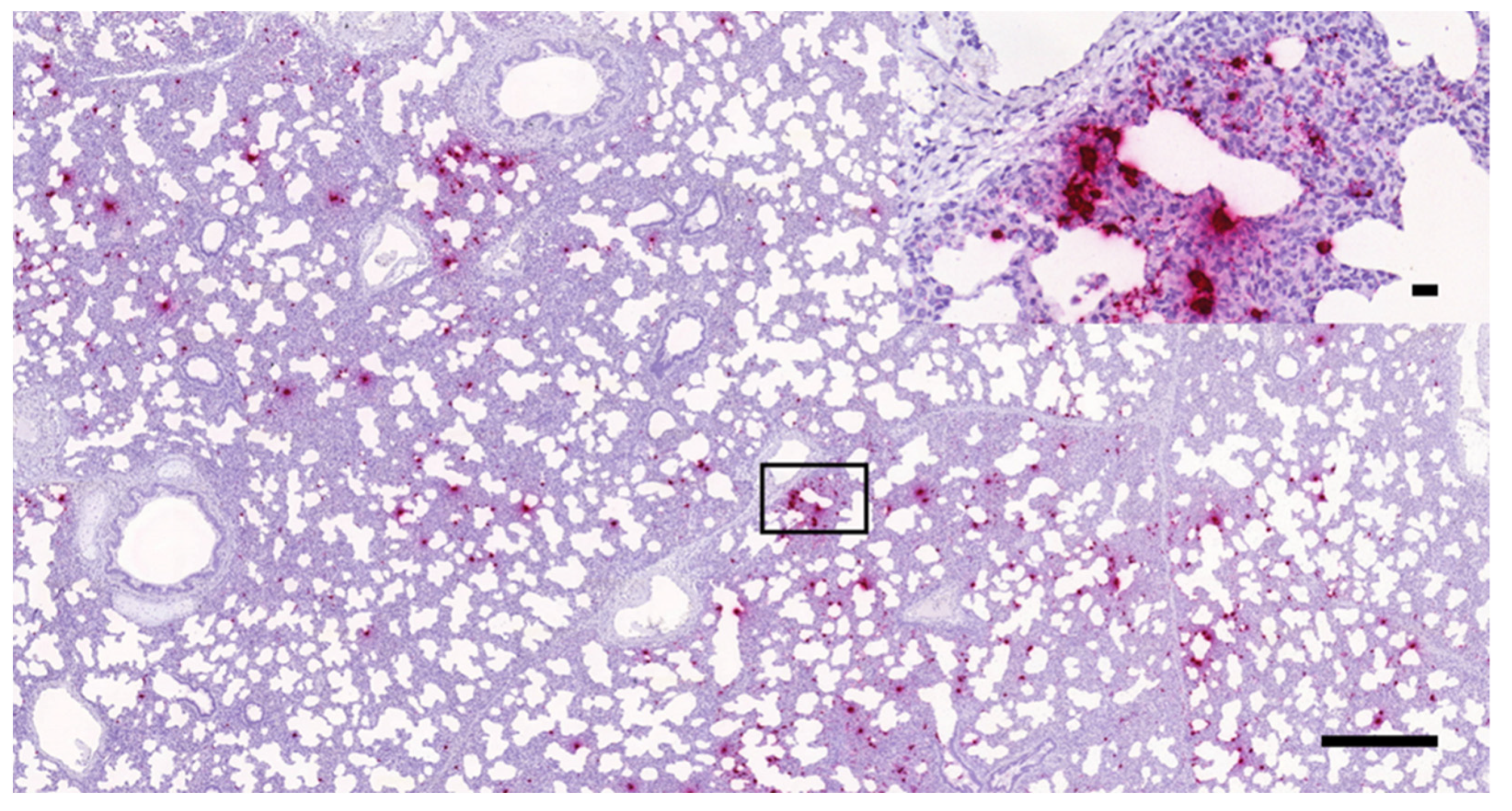 Vetsci 08 00235 g003