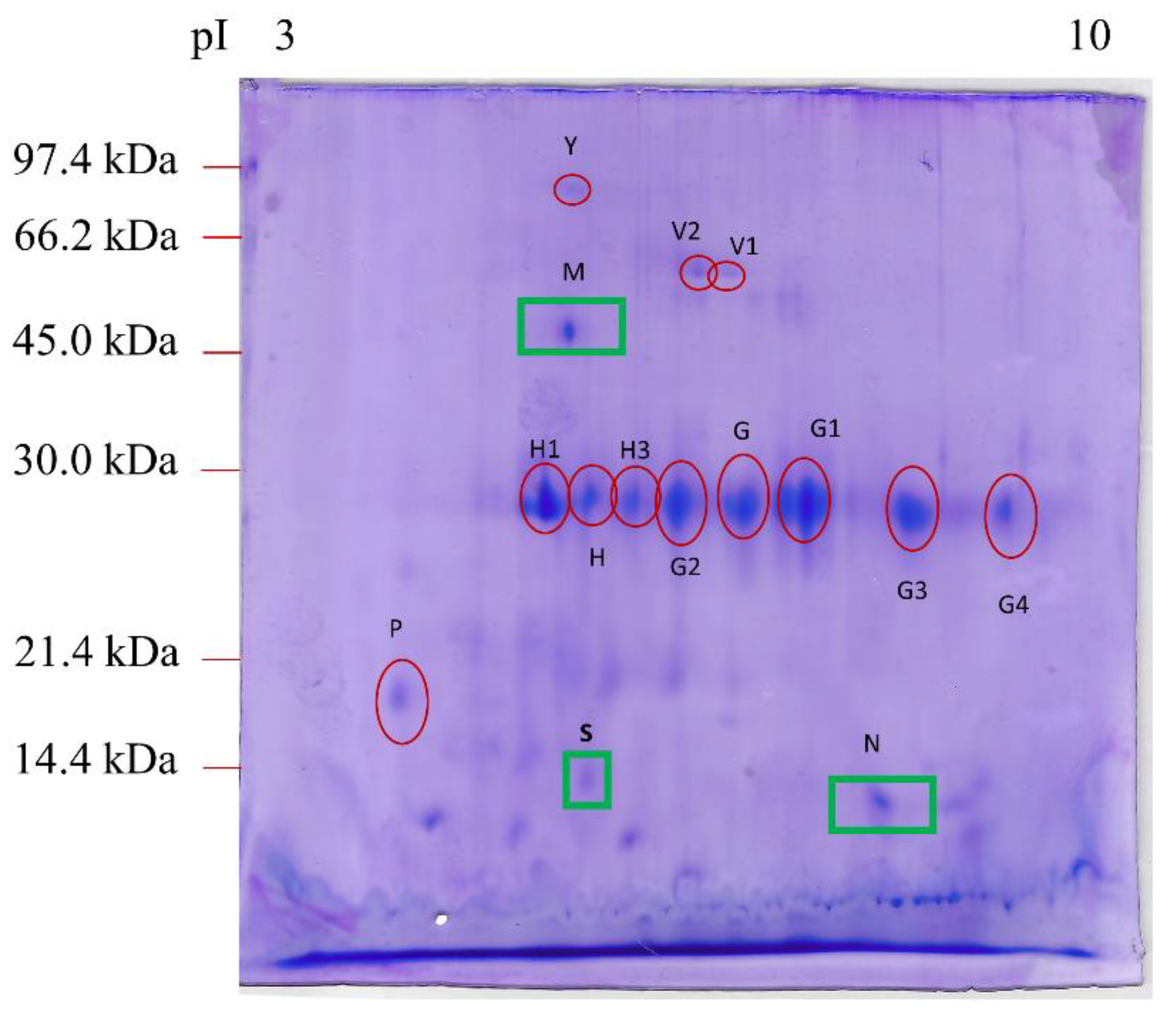 Vetsci 08 00242 g001