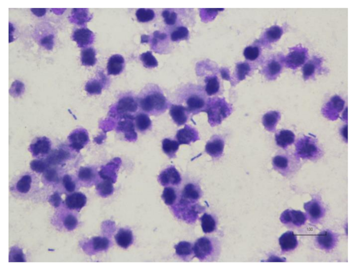 Vetsci 08 00245 g005 Vetsci 08 00245 g005