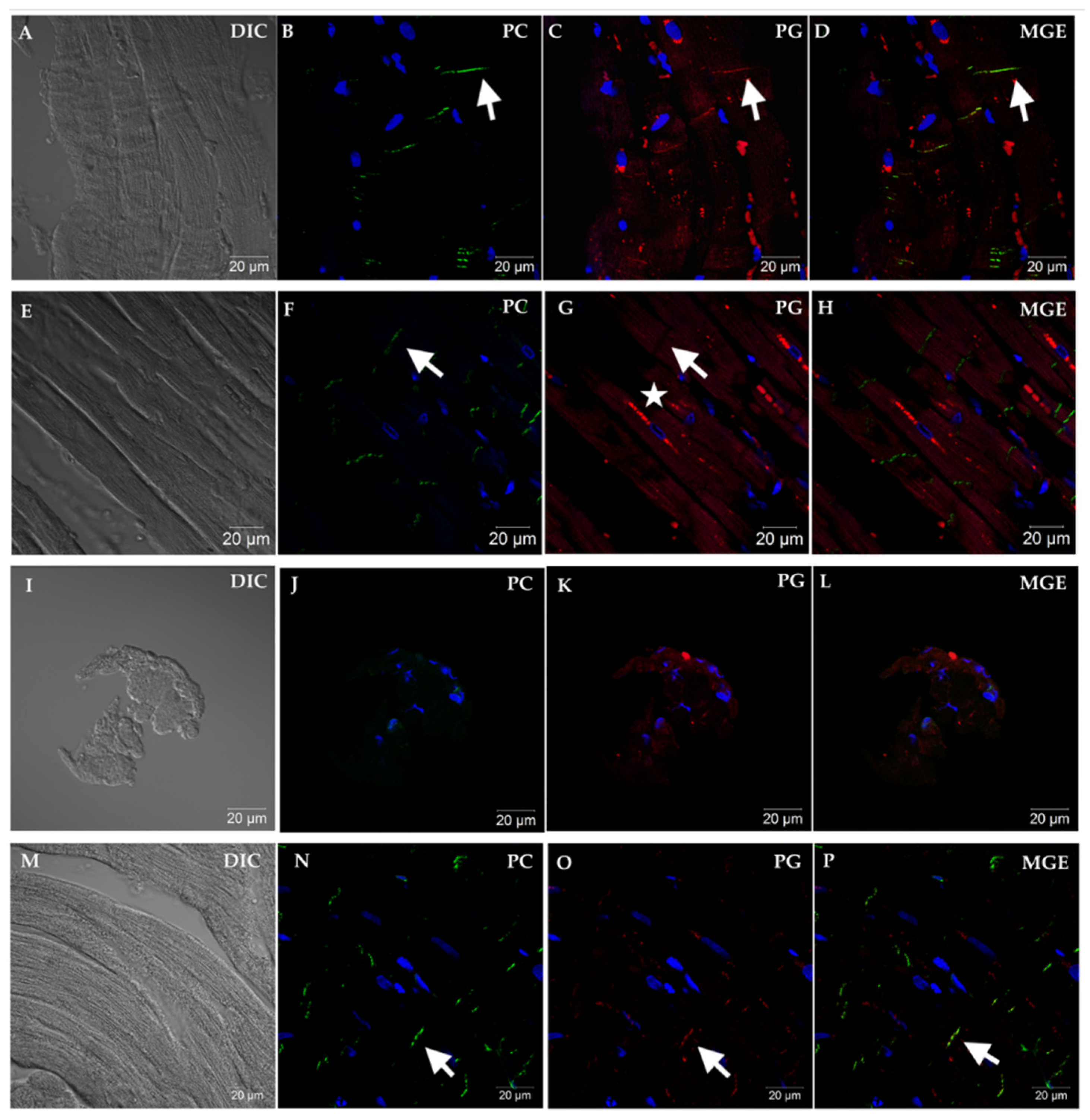 Vetsci 08 00248 g002