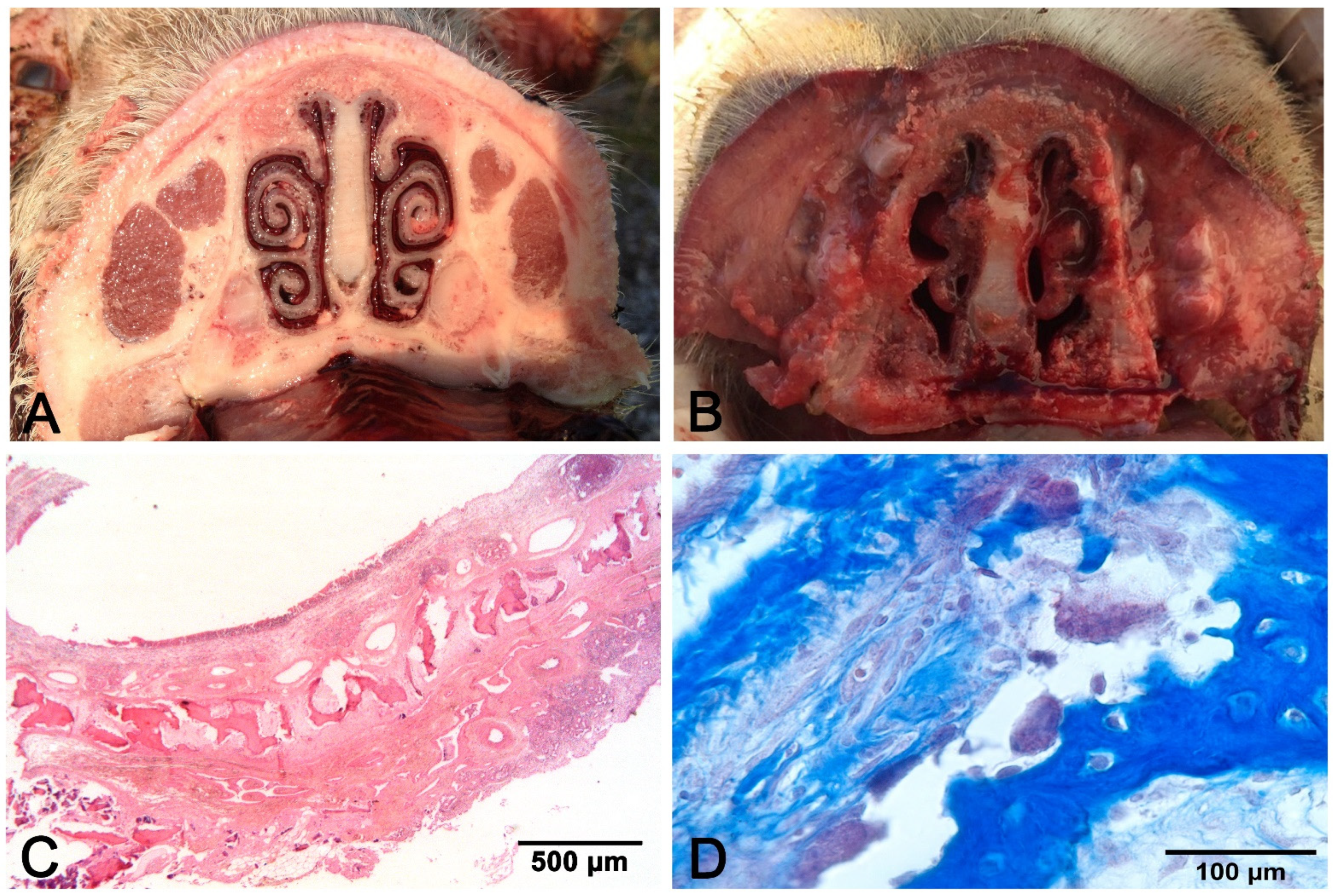 Vetsci 08 00256 g001