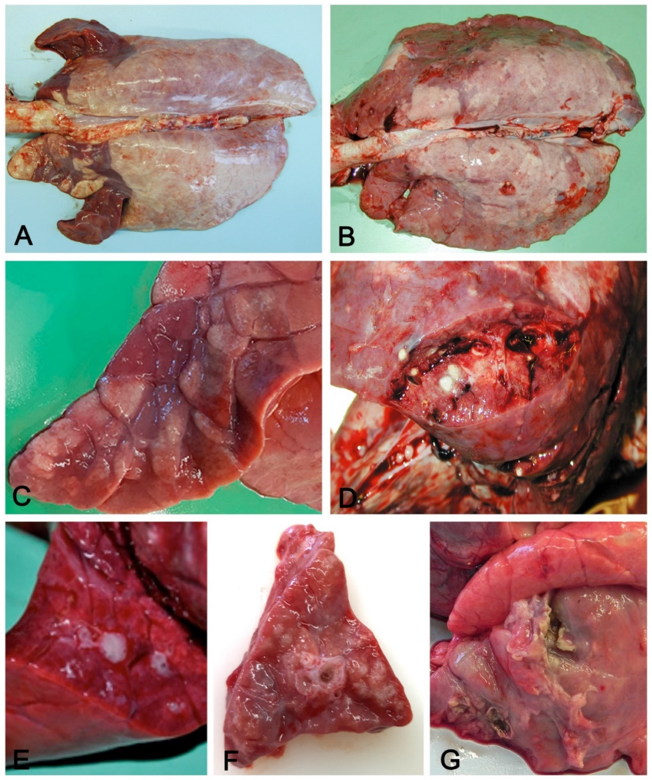 Vetsci 08 00256 g002