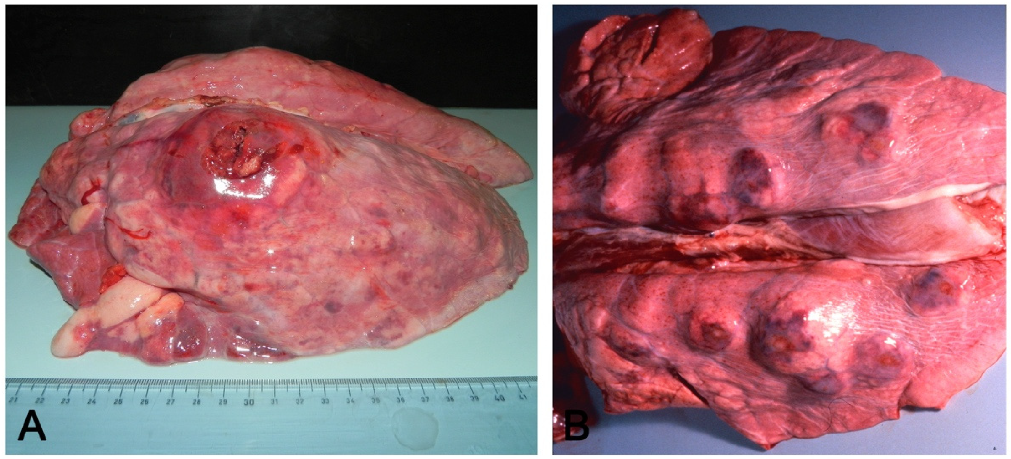 Vetsci 08 00256 g003