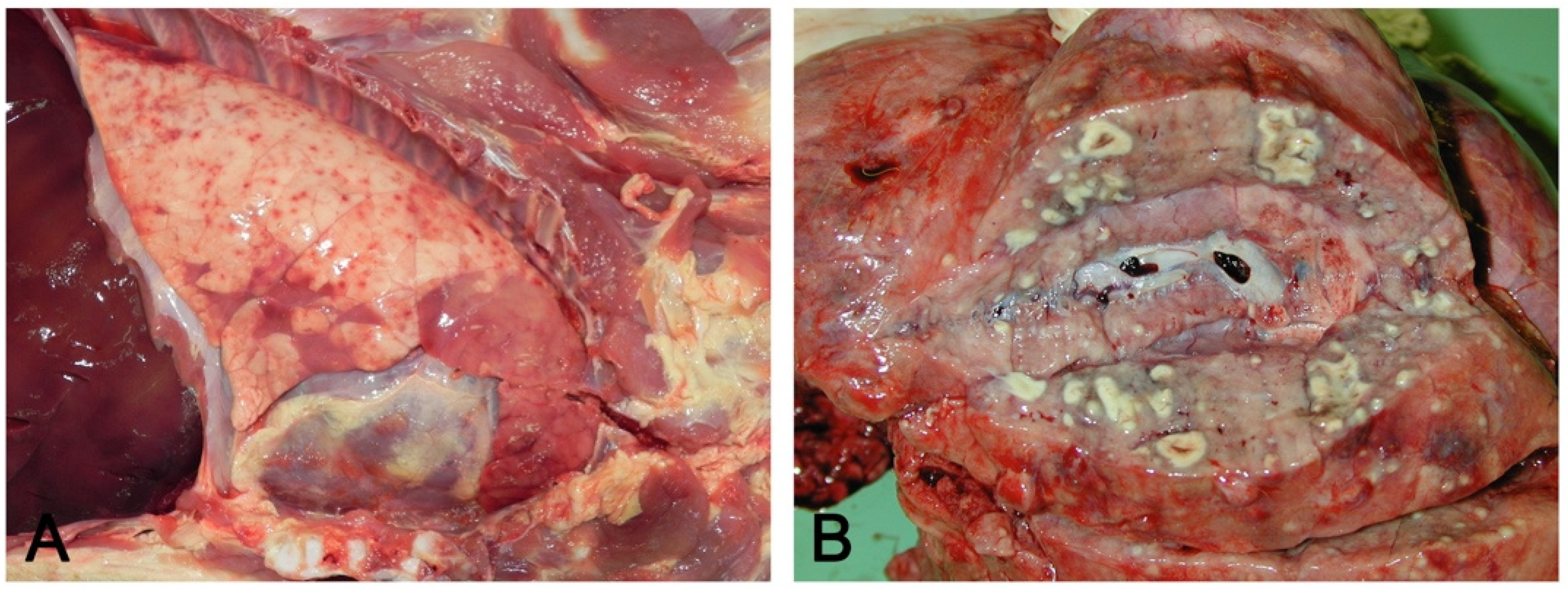 Vetsci 08 00256 g004