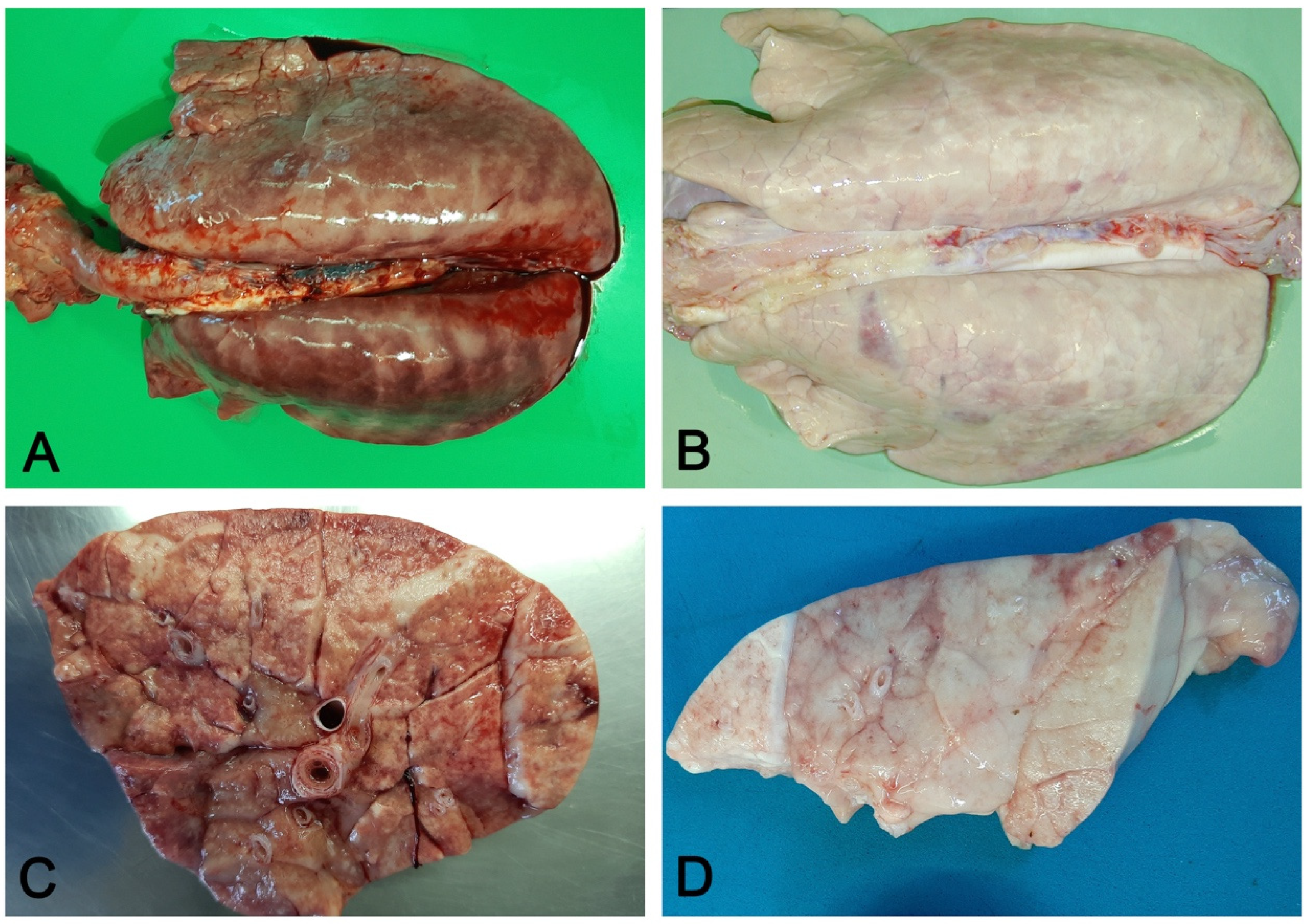 Vetsci 08 00256 g005