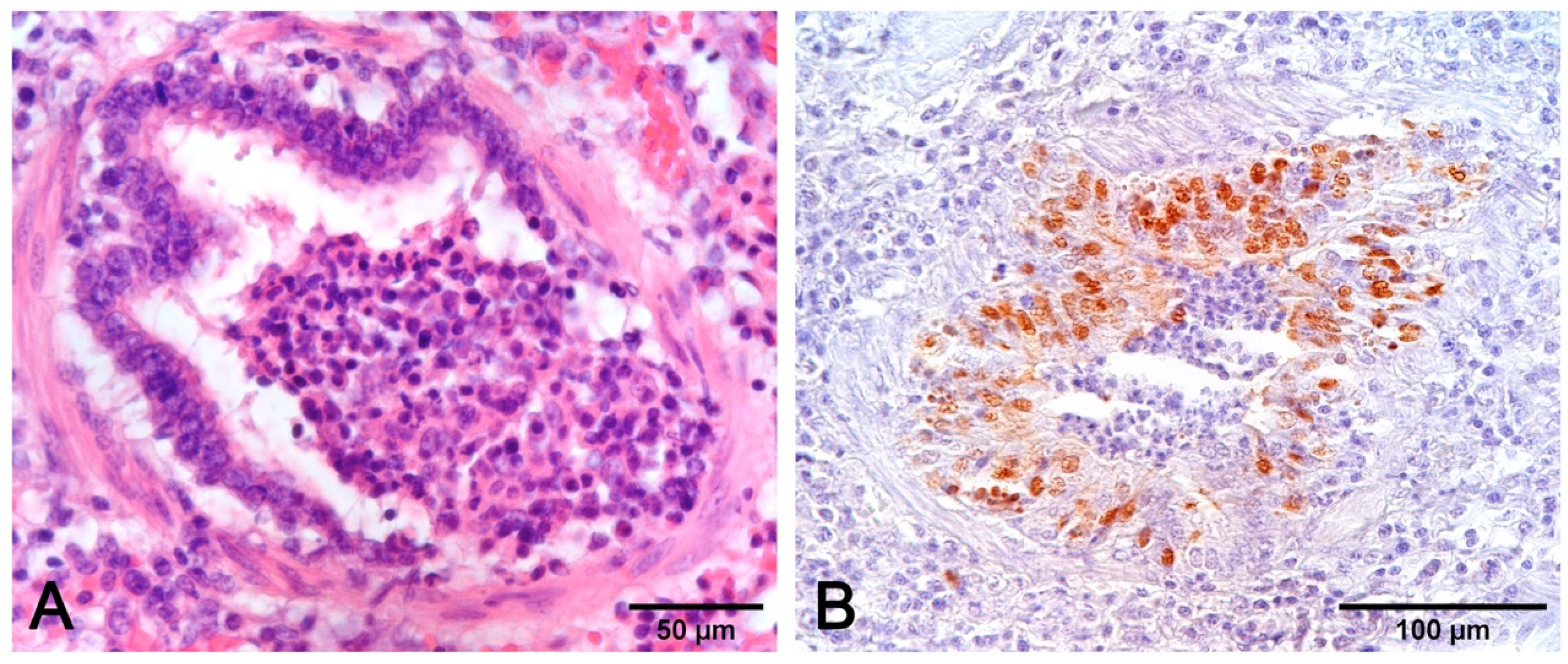 Vetsci 08 00256 g009