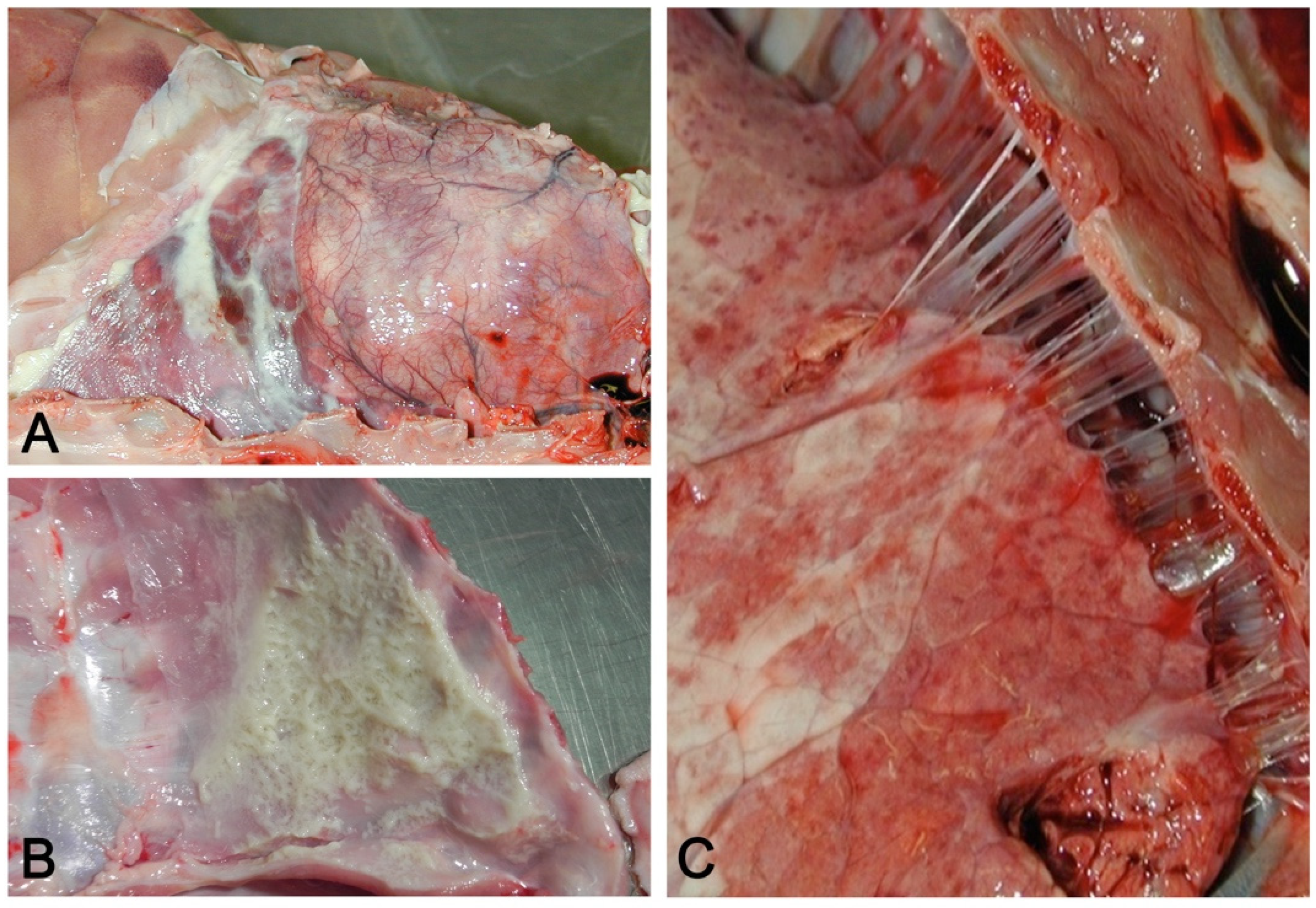 Vetsci 08 00256 g011