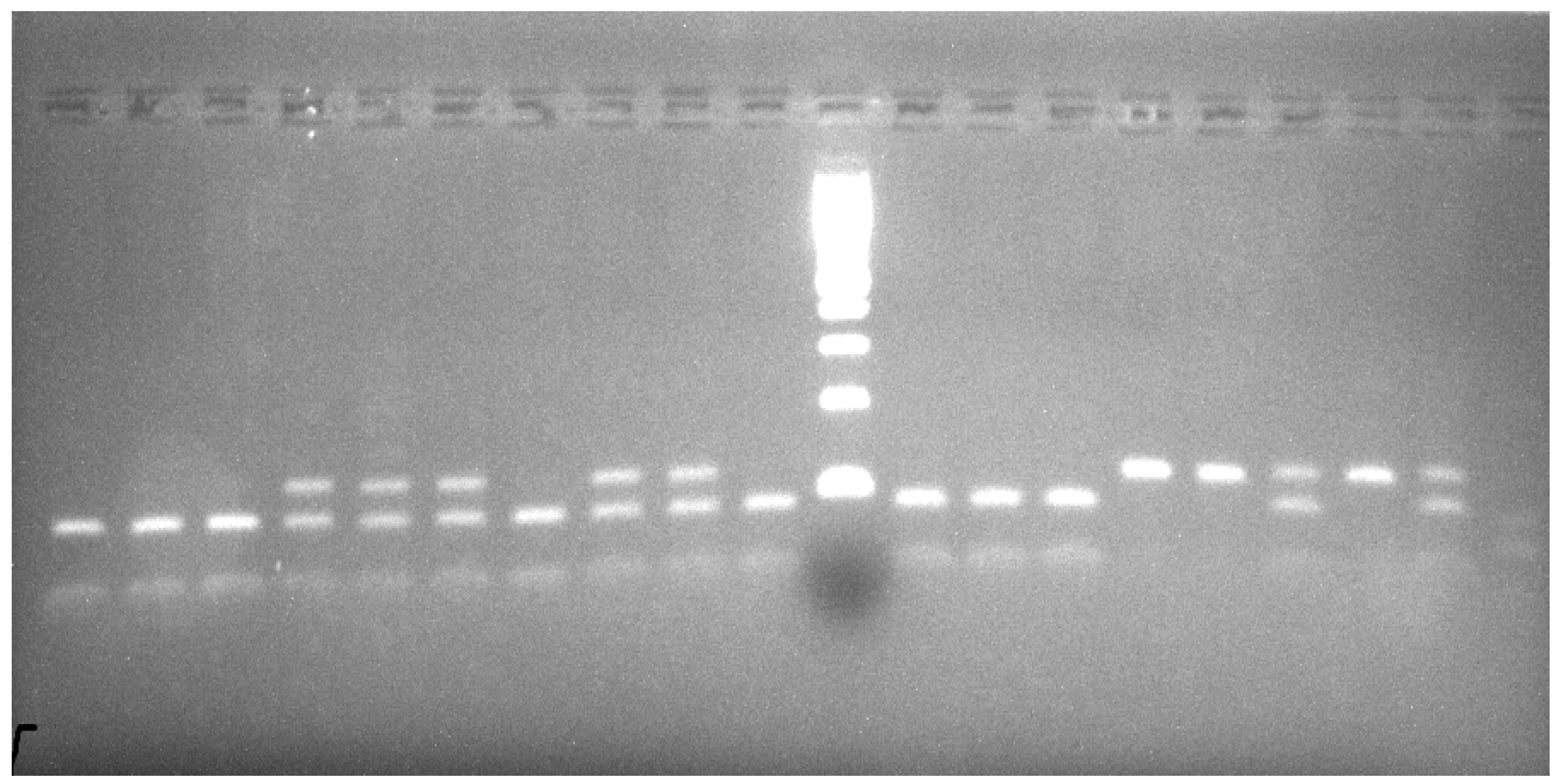 Vetsci 08 00257 g001