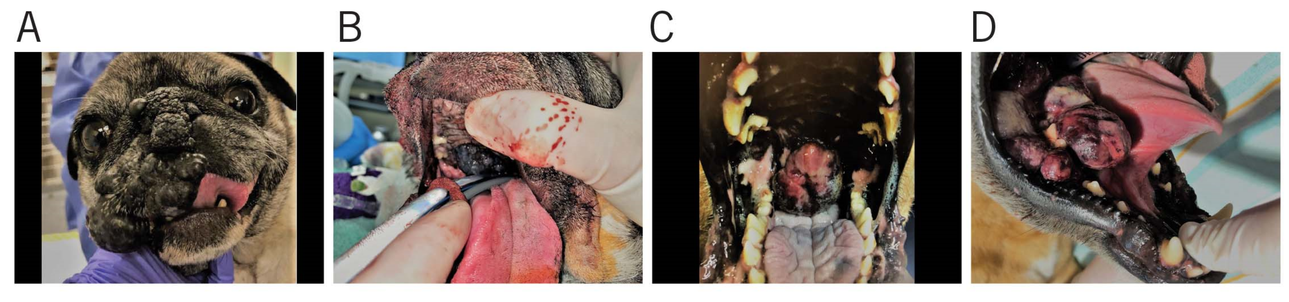 Vetsci 08 00261 g001