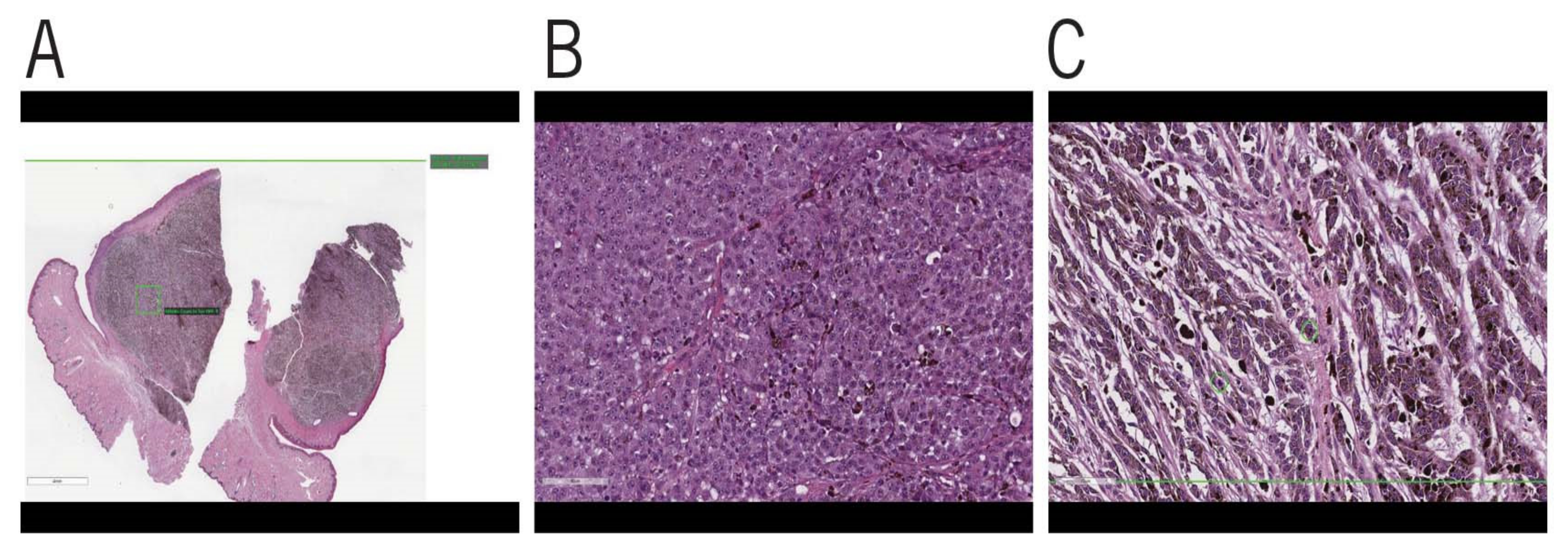 Vetsci 08 00261 g002