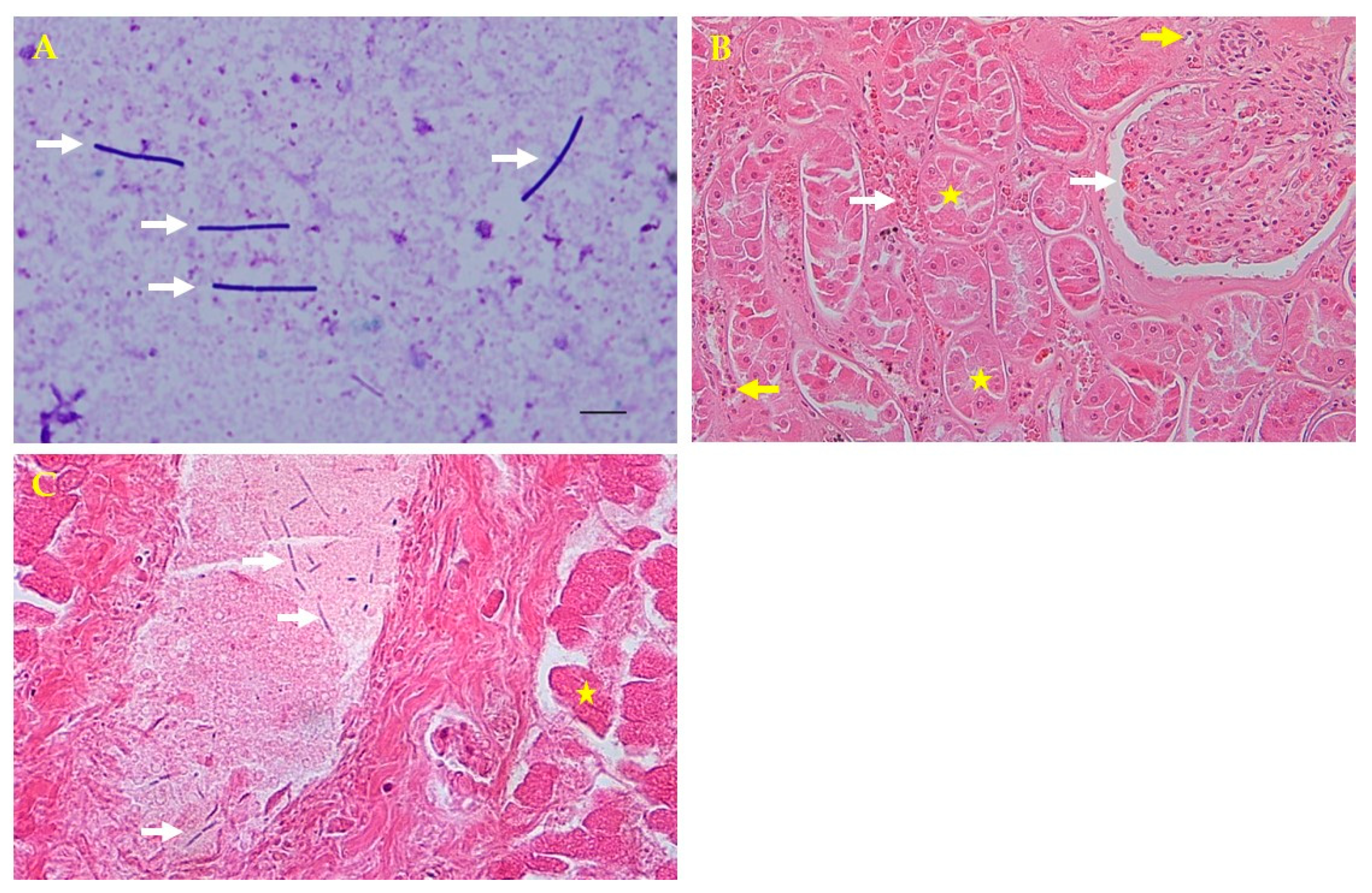 Vetsci 08 00280 g002