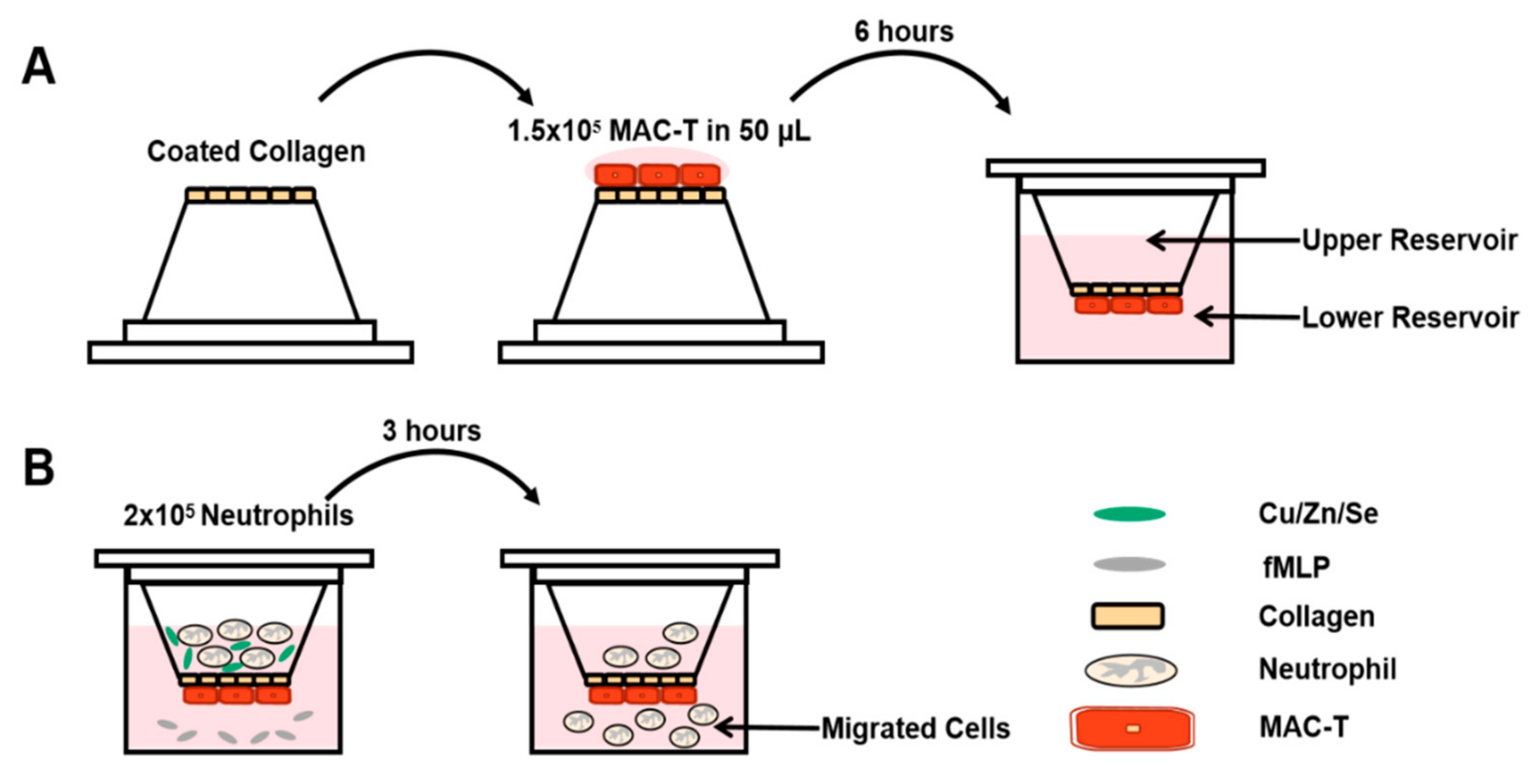 Vetsci 08 00281 g001