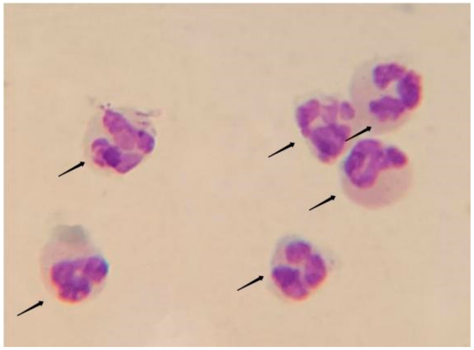 Vetsci 08 00281 g002