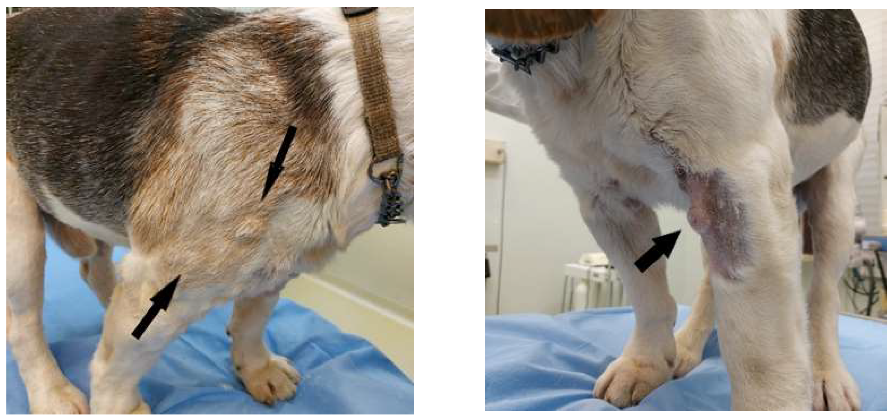 Vetsci 08 00317 g001