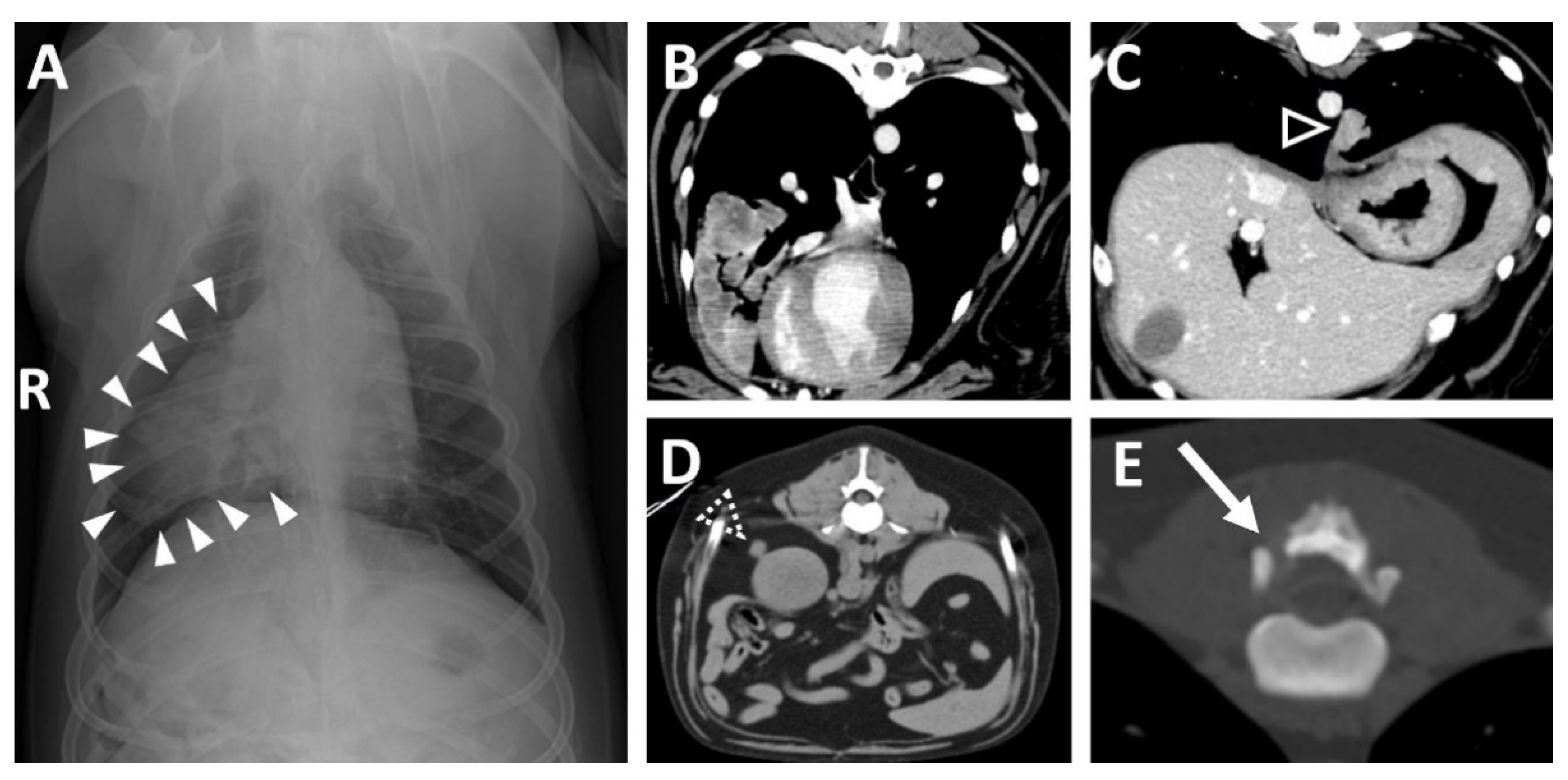 Vetsci 09 00003 g001