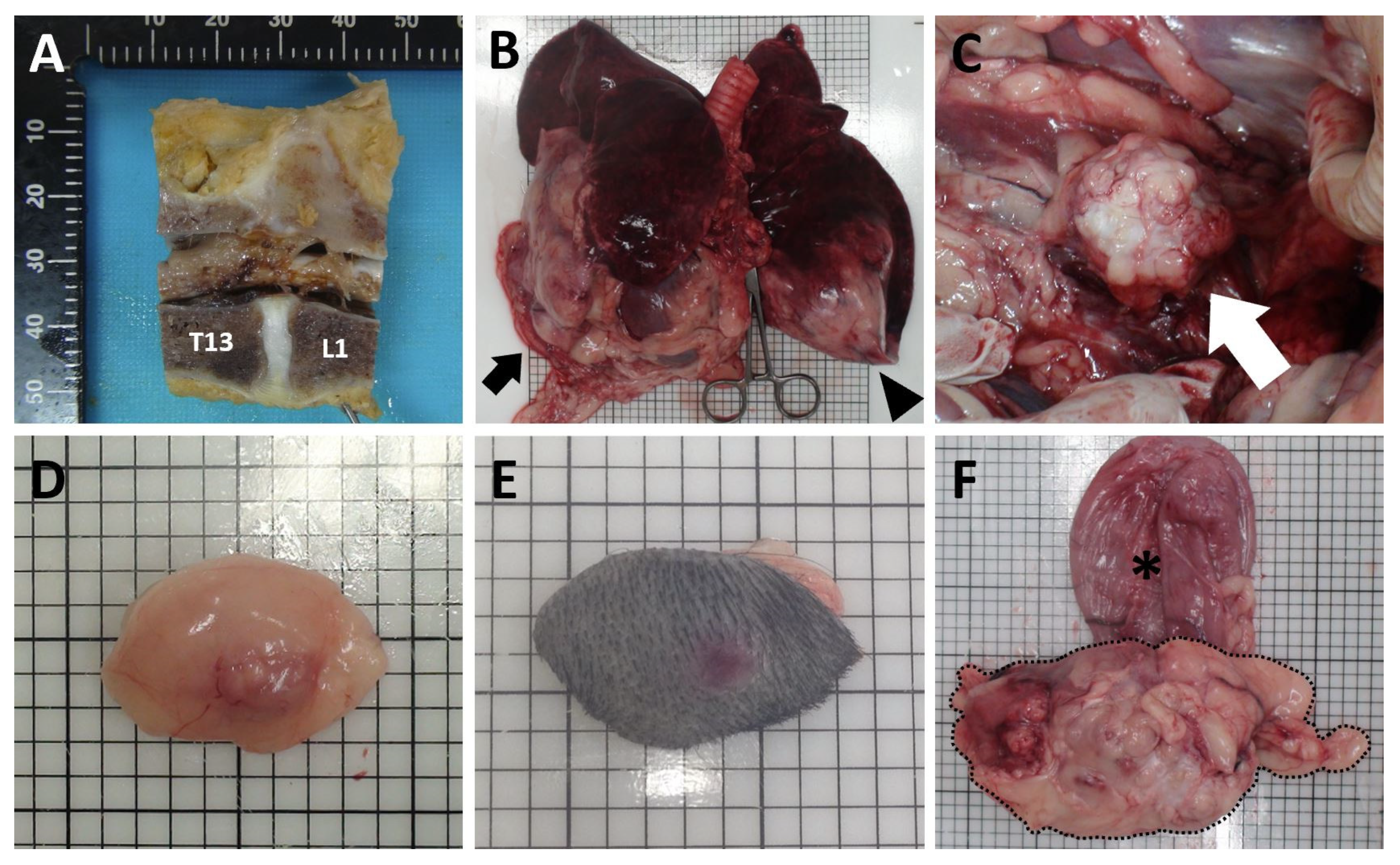 Vetsci 09 00003 g004