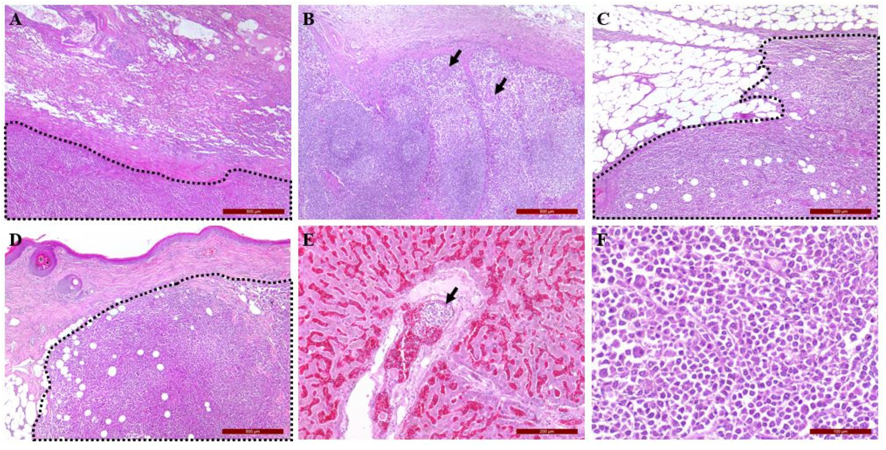 Vetsci 09 00003 g005
