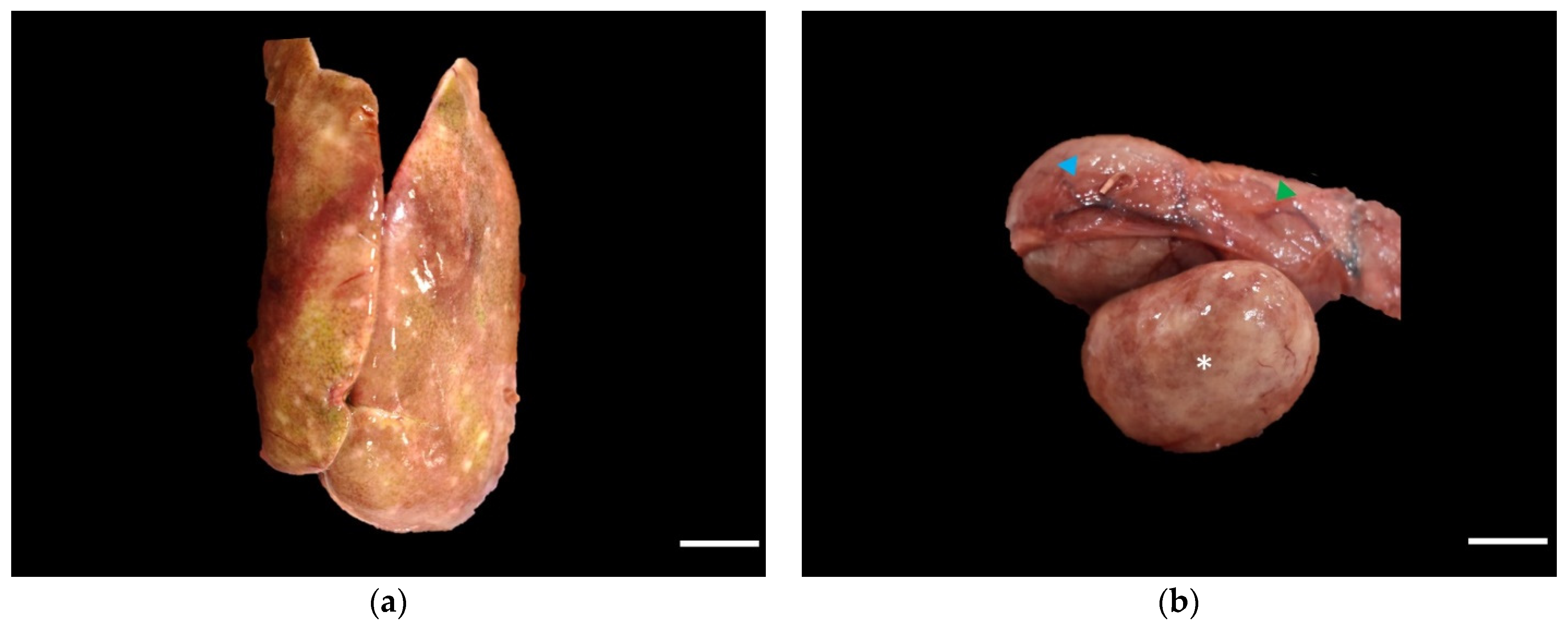 Vetsci 09 00005 g001