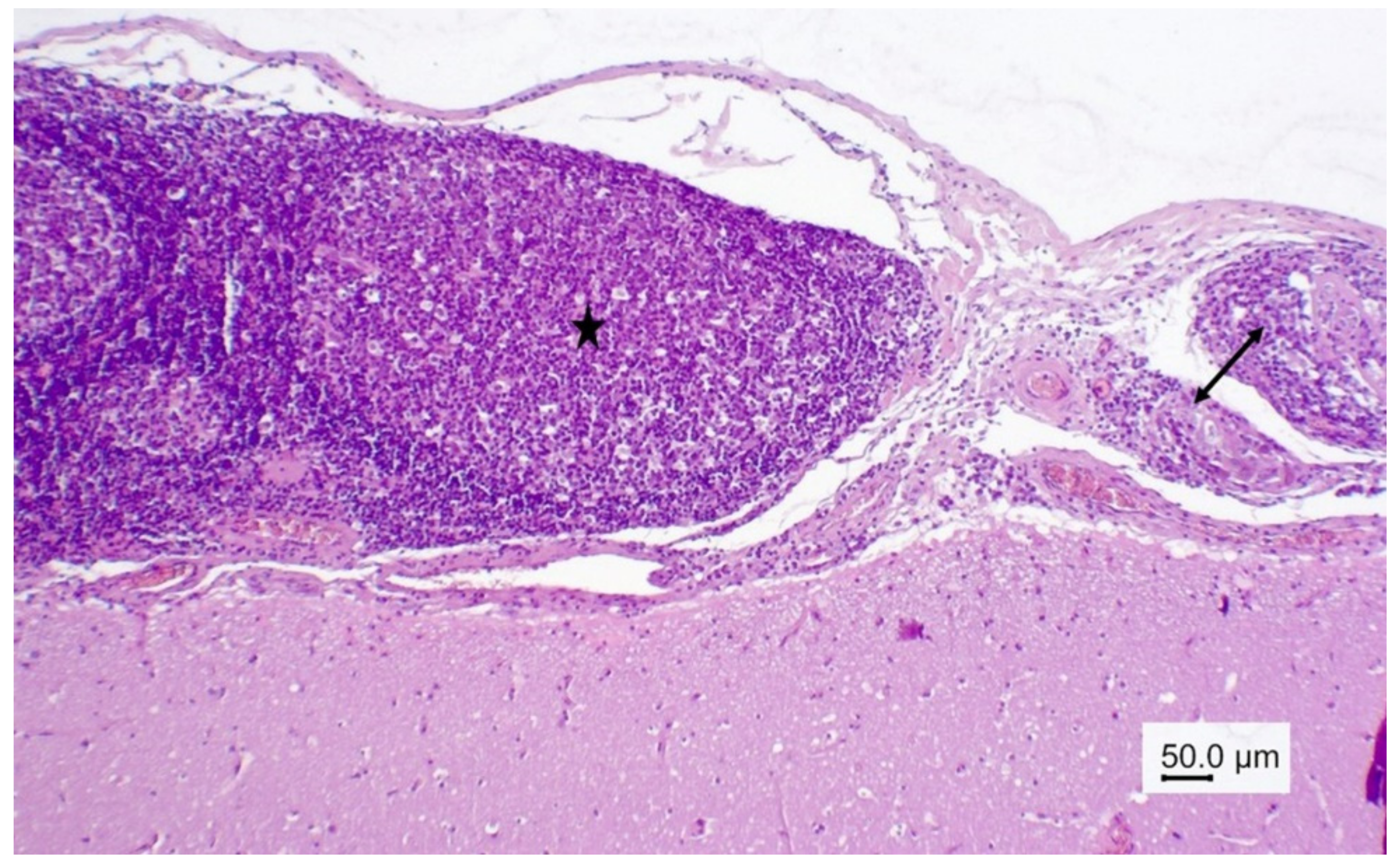 Vetsci 09 00019 g004
