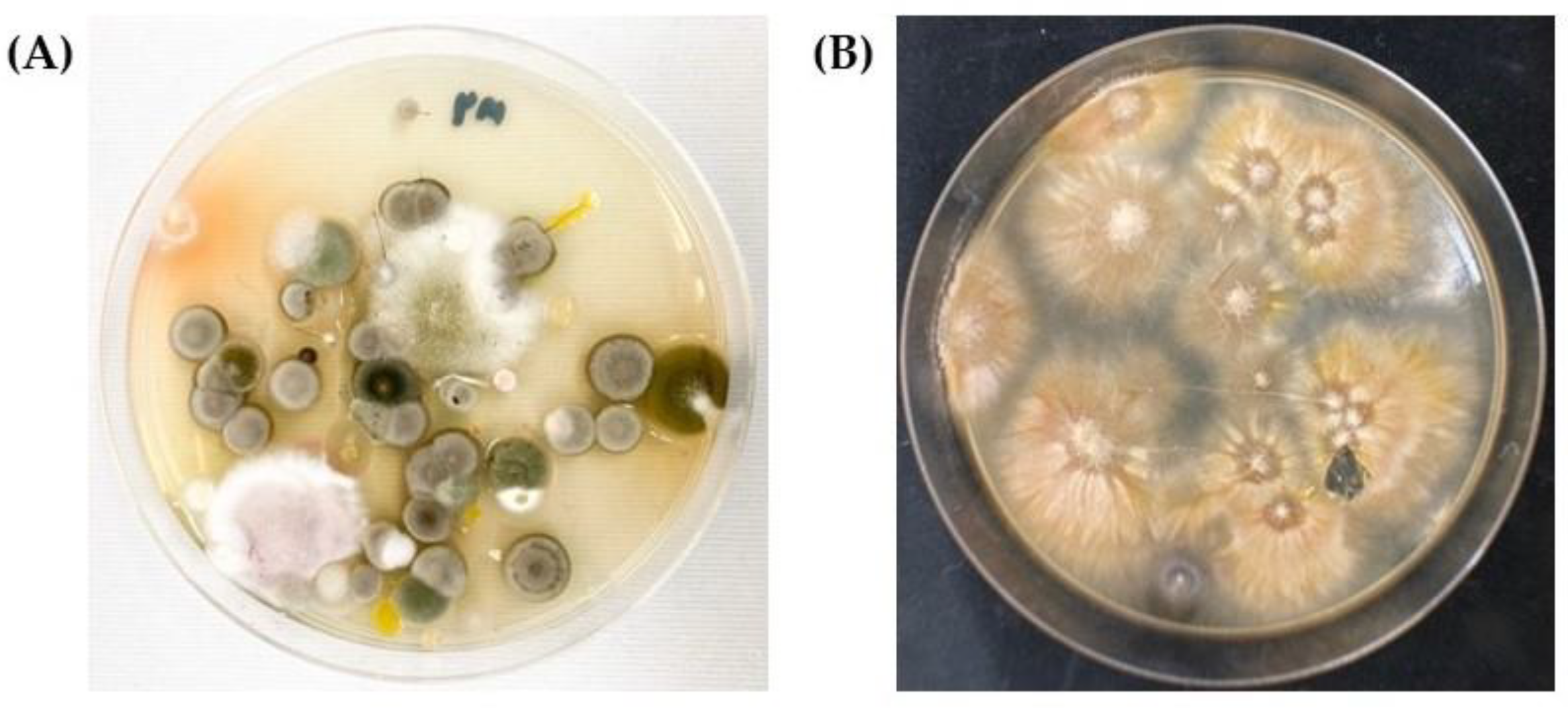 Vetsci 09 00021 g002