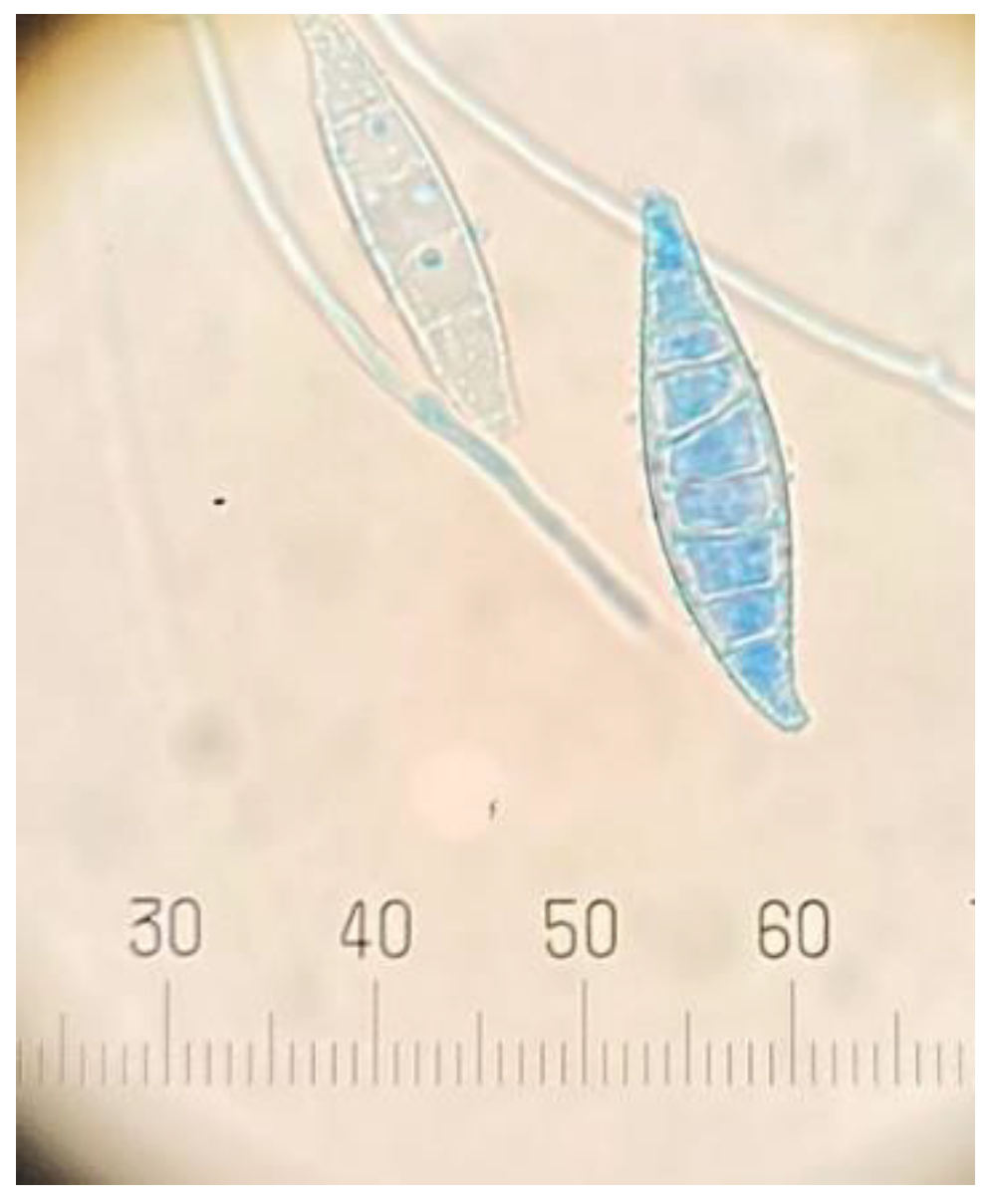 Vetsci 09 00021 g003