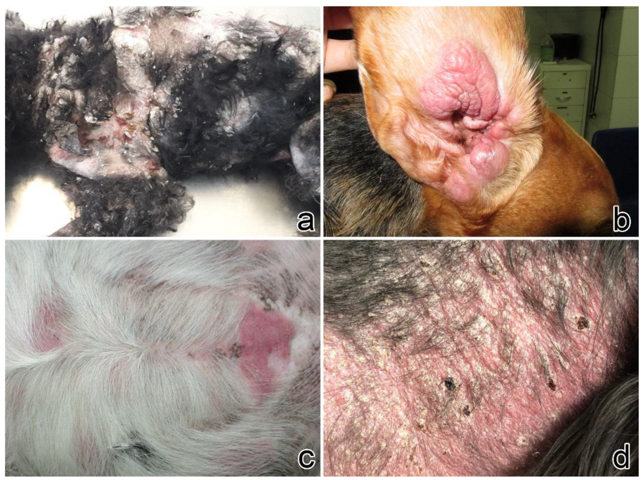 Vetsci 09 00026 g002