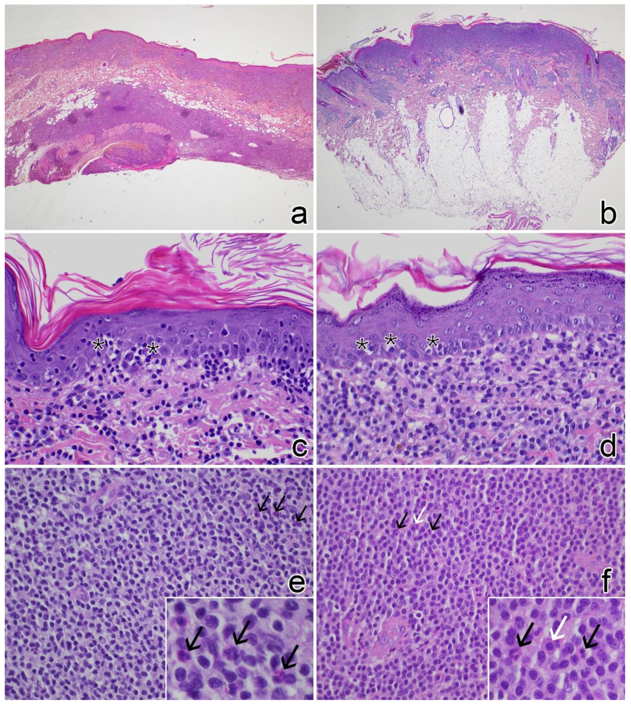 Vetsci 09 00026 g003