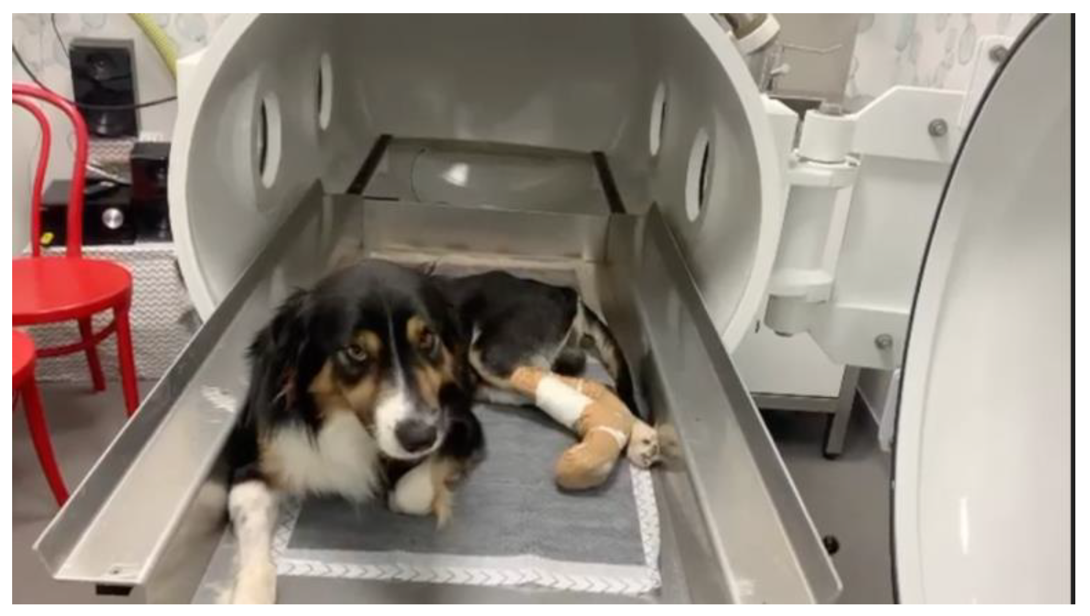 Vetsci 09 00033 g002