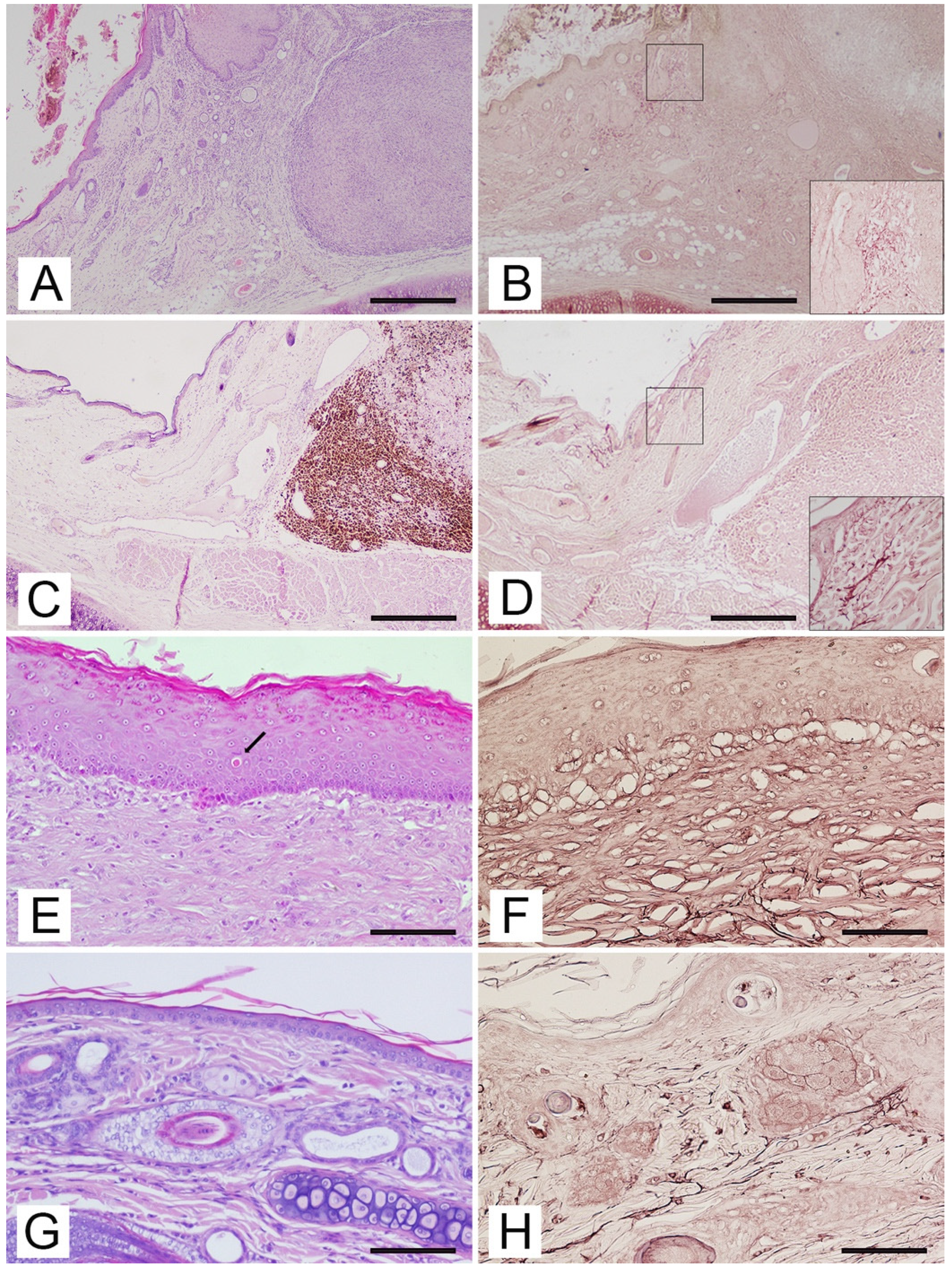 Vetsci 09 00034 g001 Vetsci 09 00034 g001