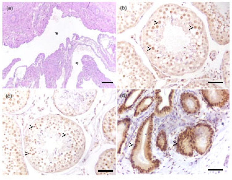 Vetsci 09 00047 g002 Vetsci 09 00047 g002