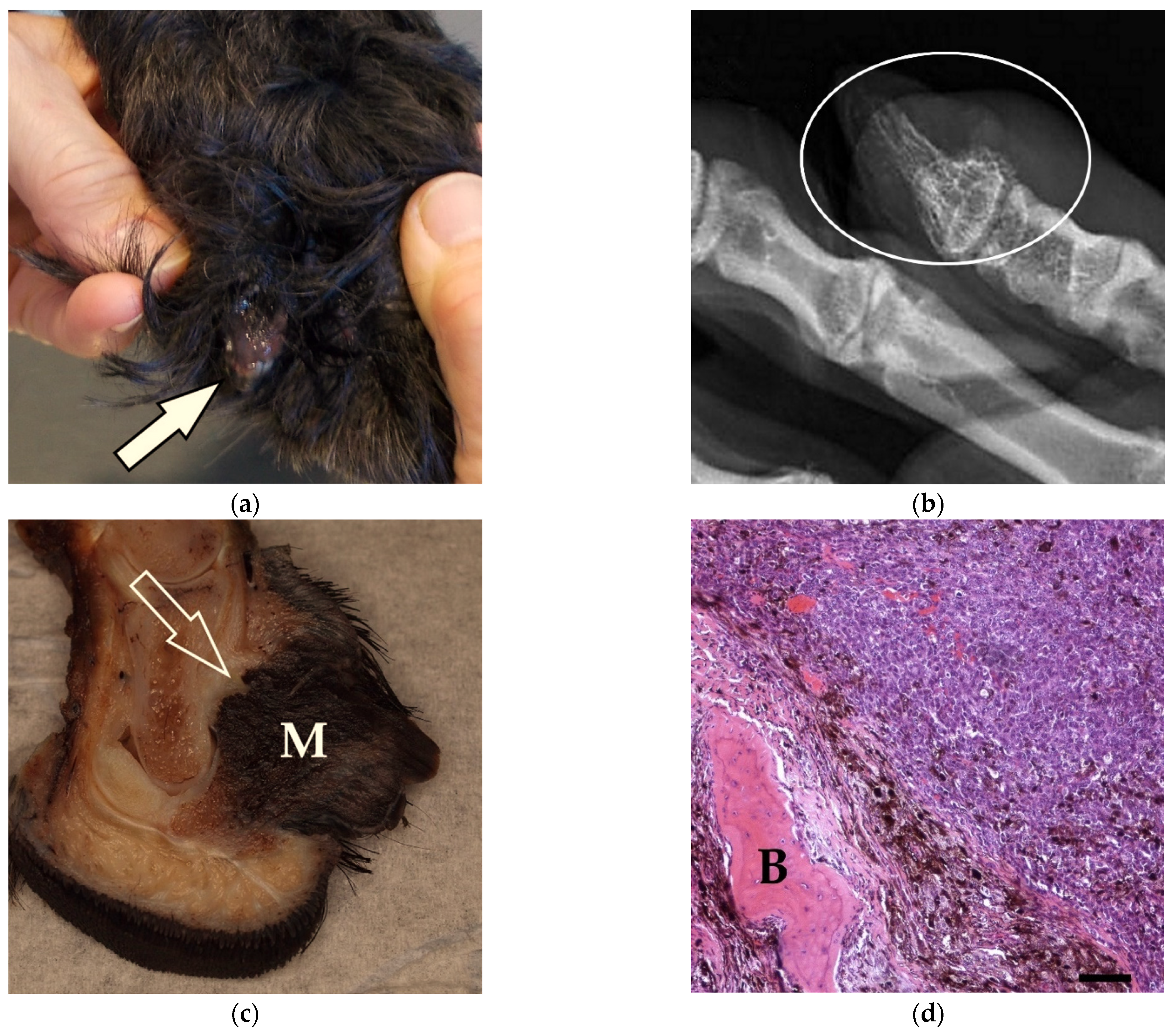 Vetsci 09 00056 g001