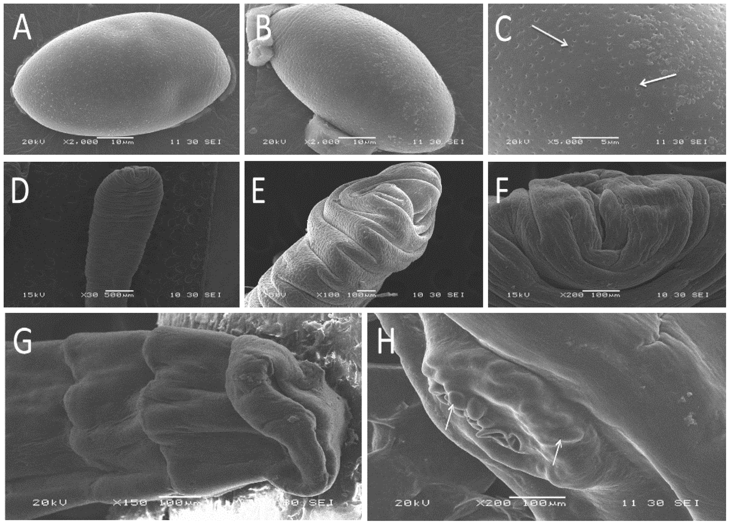 Vetsci 09 00062 g002