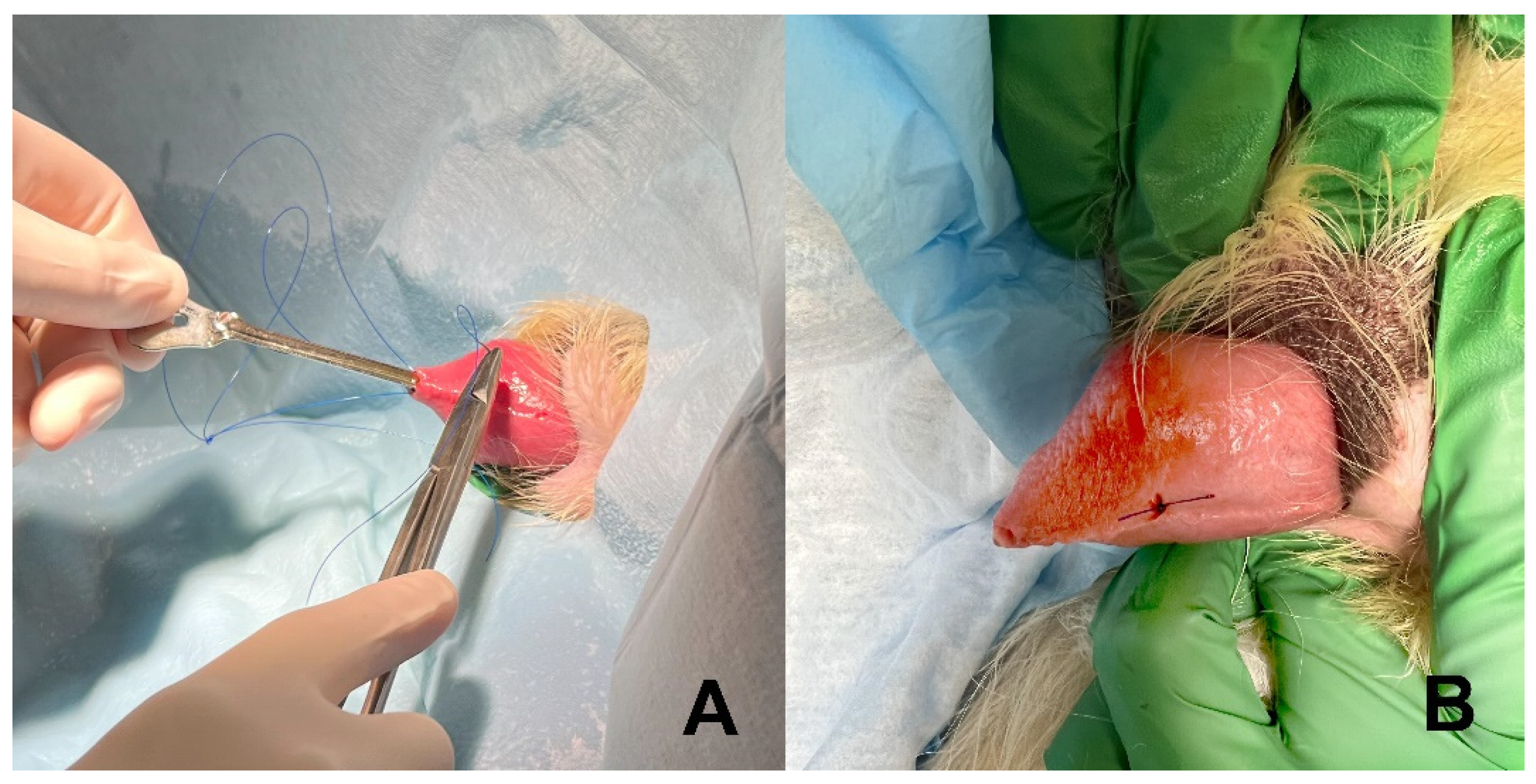 Vetsci 09 00063 g003