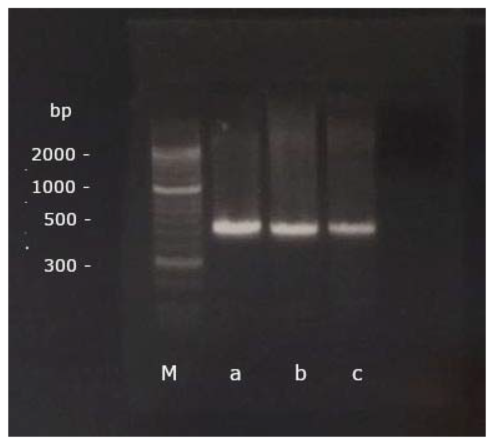 Vetsci 09 00064 g001