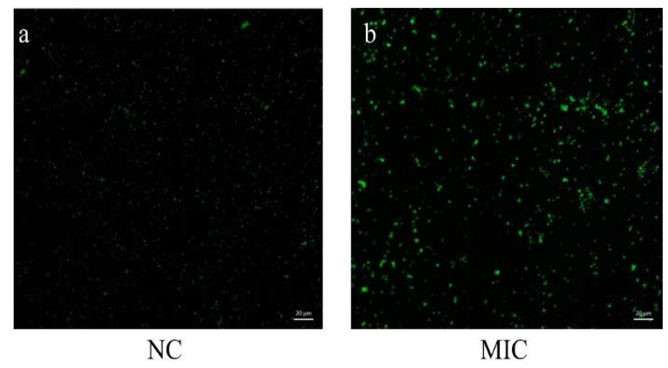 Vetsci 09 00071 g004