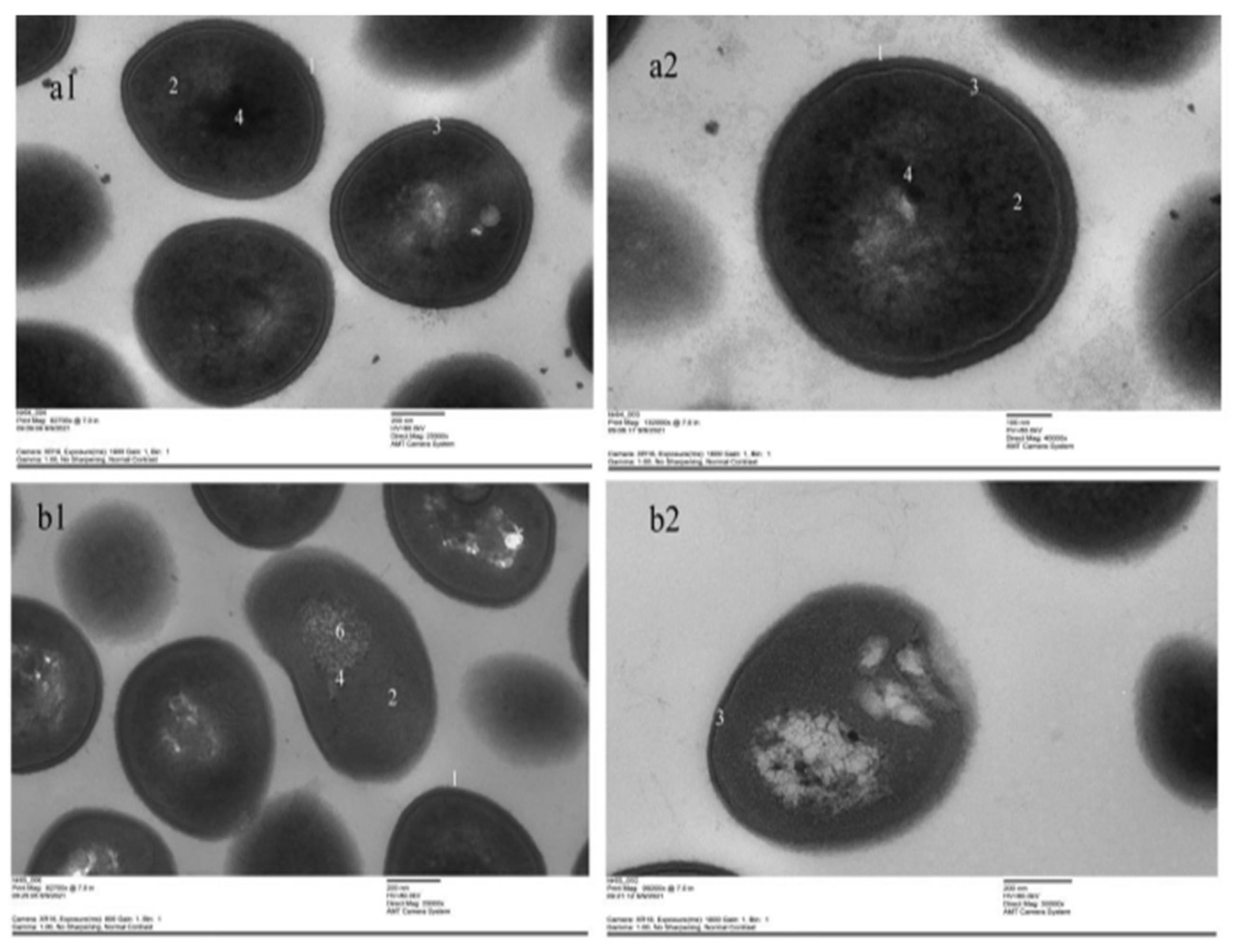 Vetsci 09 00071 g010