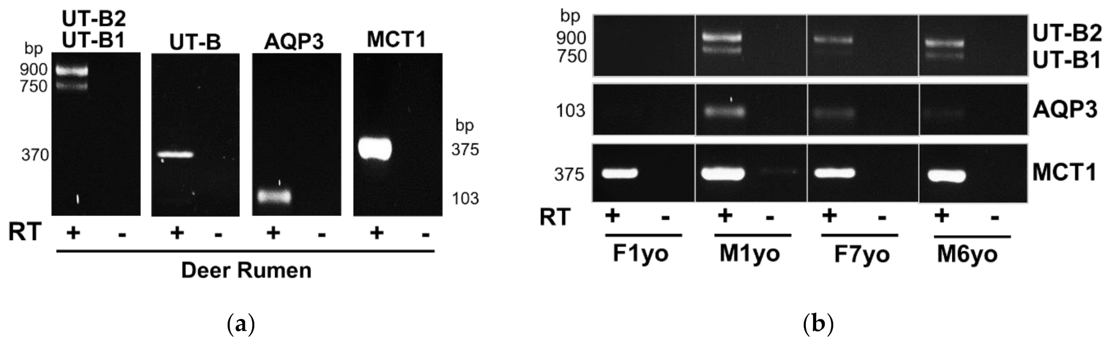 Vetsci 09 00073 g001