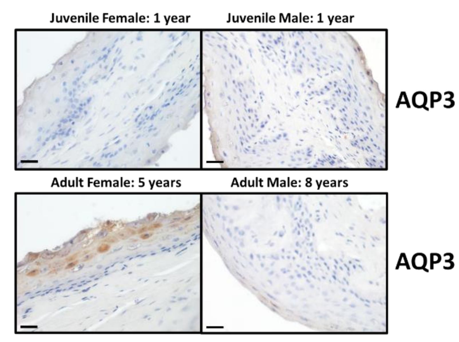 Vetsci 09 00073 g003