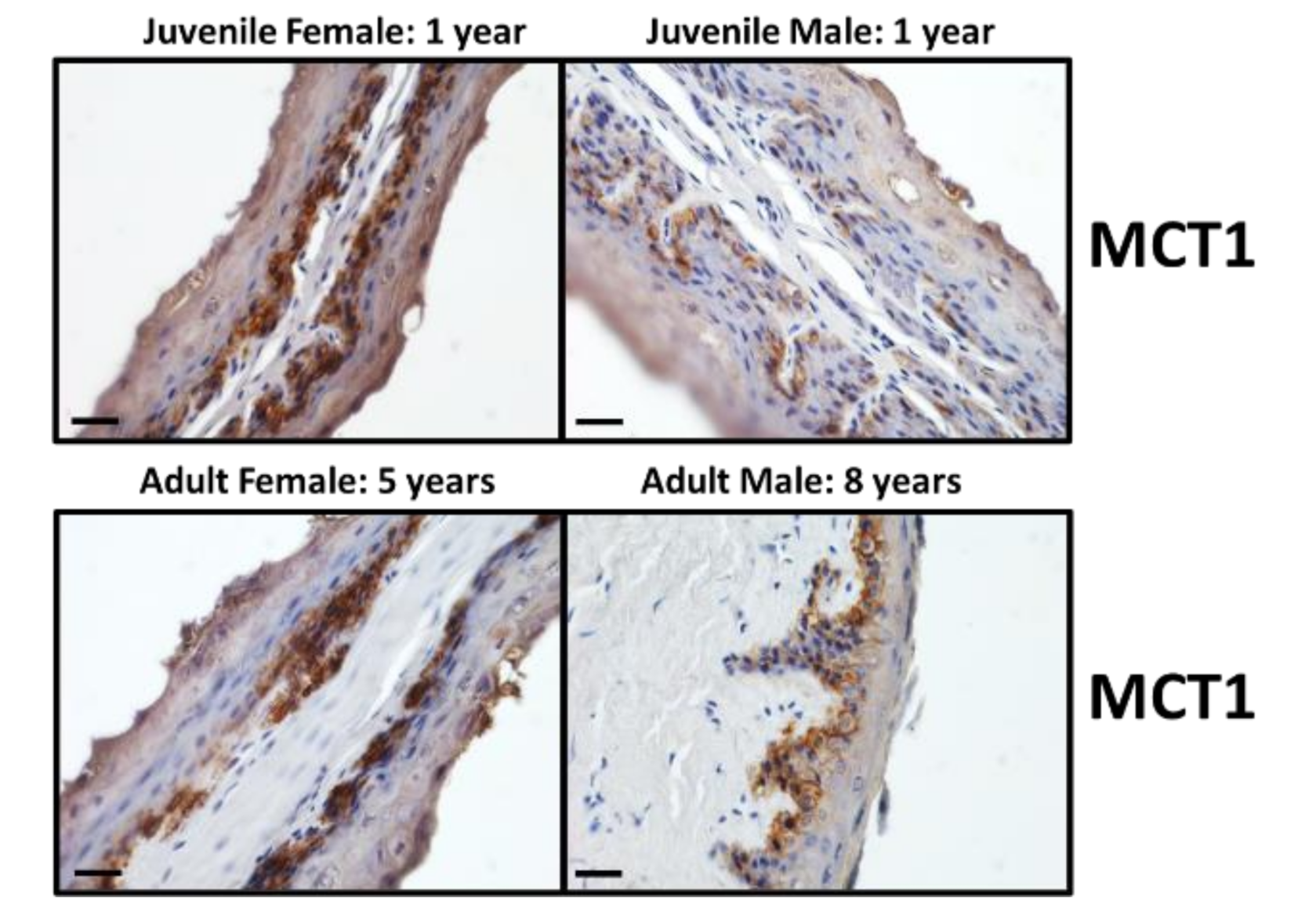 Vetsci 09 00073 g004