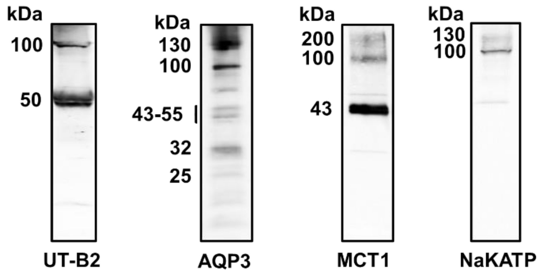 Vetsci 09 00073 g005