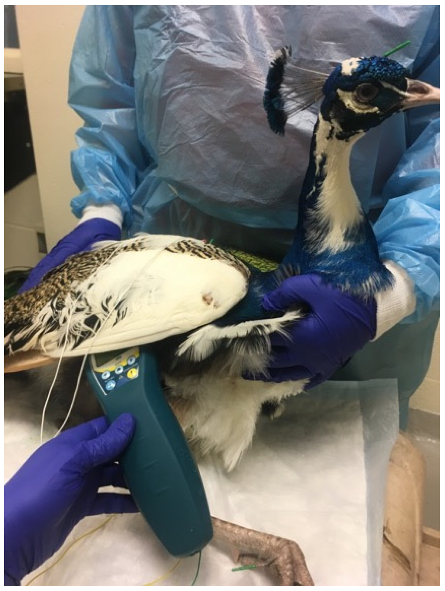 Vetsci 09 00074 g006