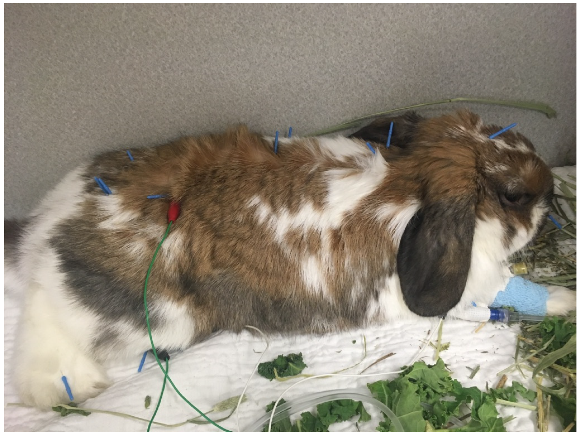 Vetsci 09 00074 g008