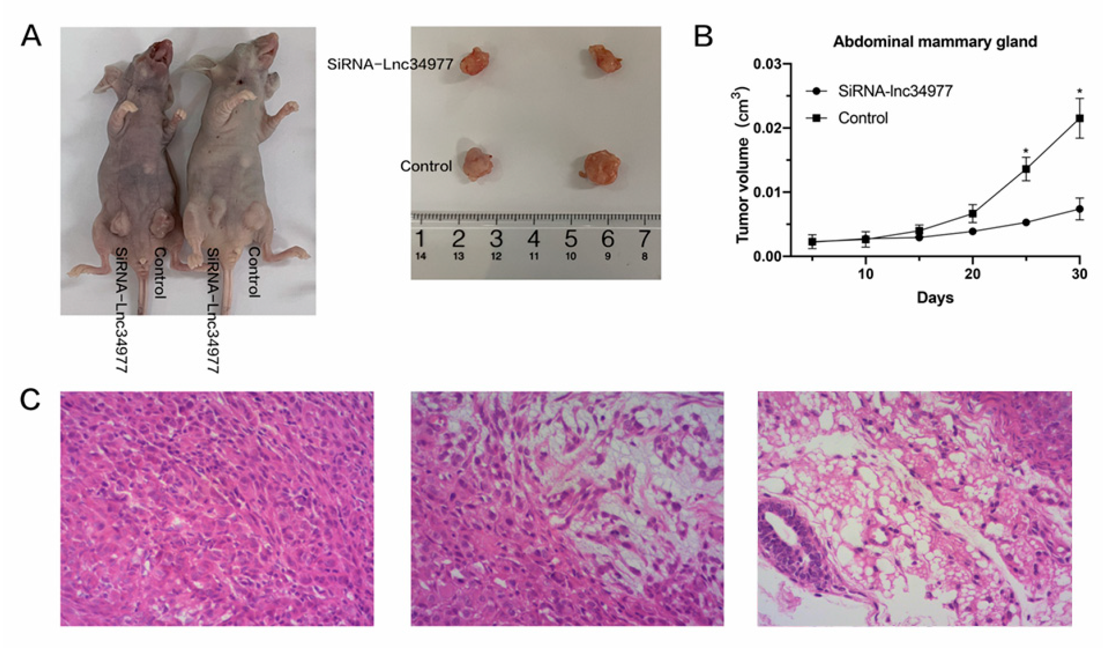 Vetsci 09 00082 g011