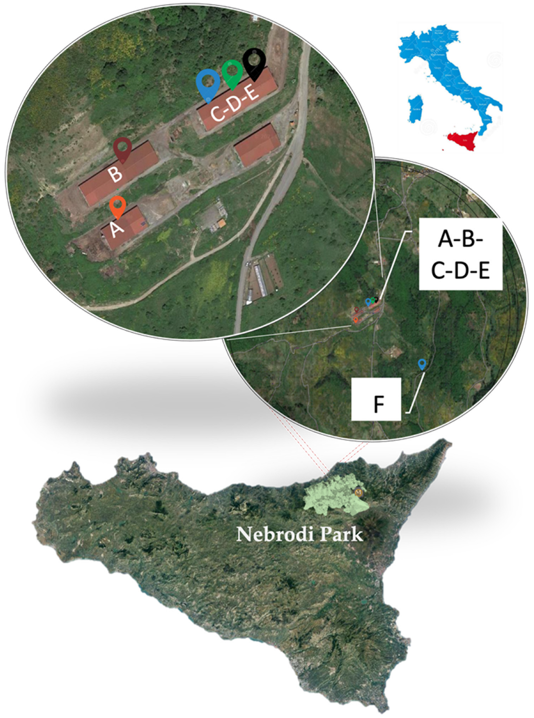 Vetsci 09 00083 g001