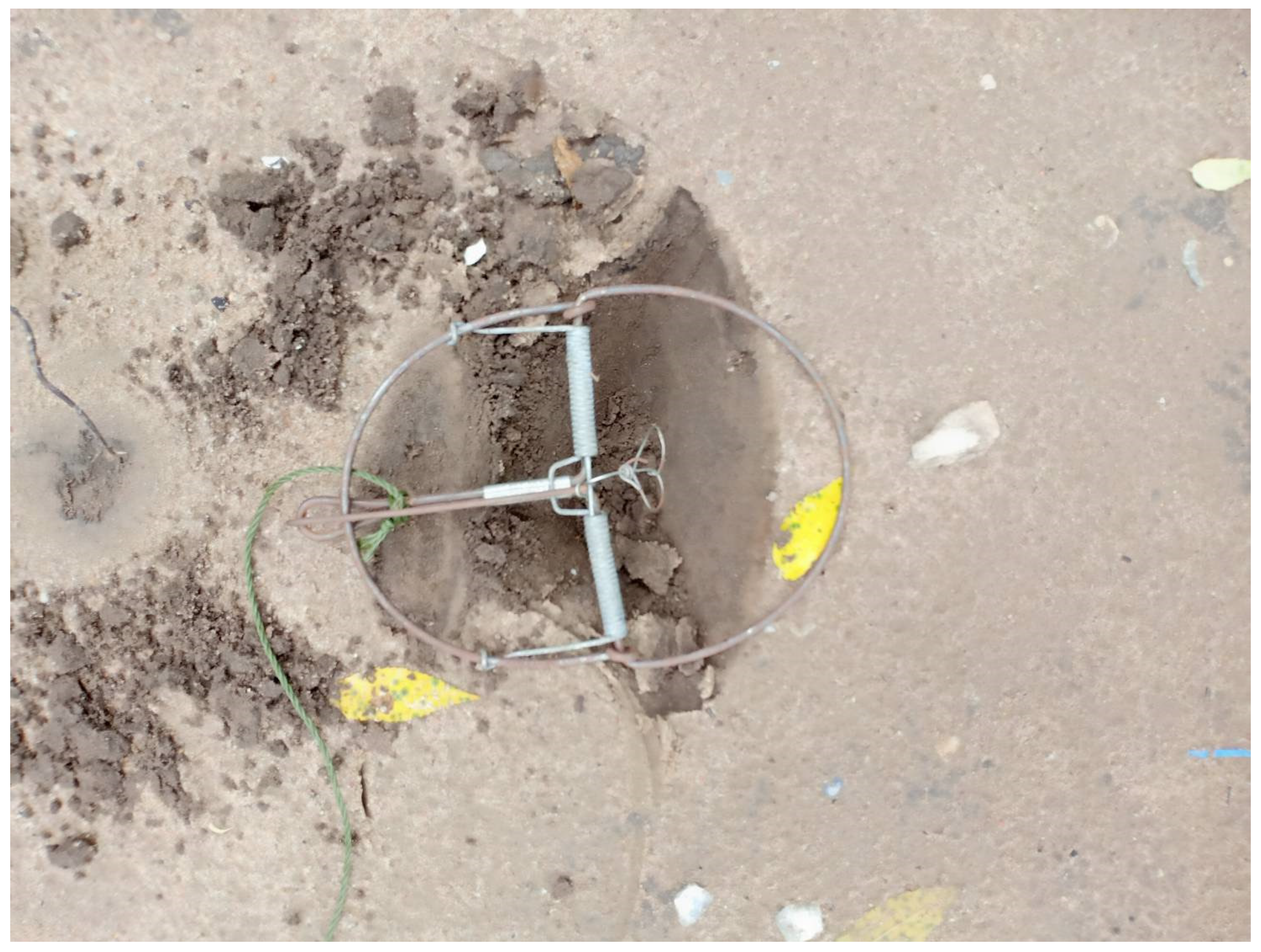 Vetsci 09 00085 g003