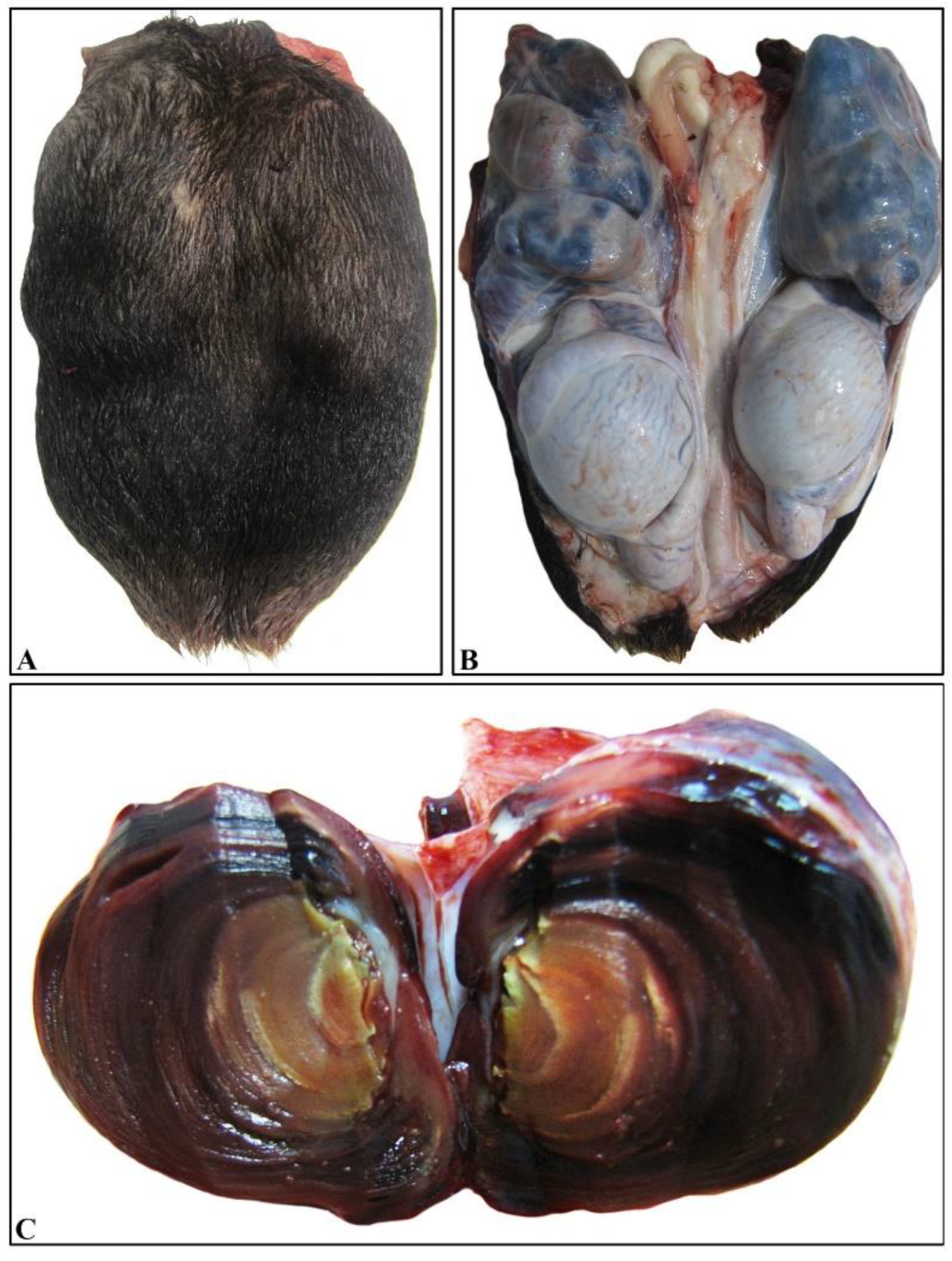 Vetsci 09 00086 g001