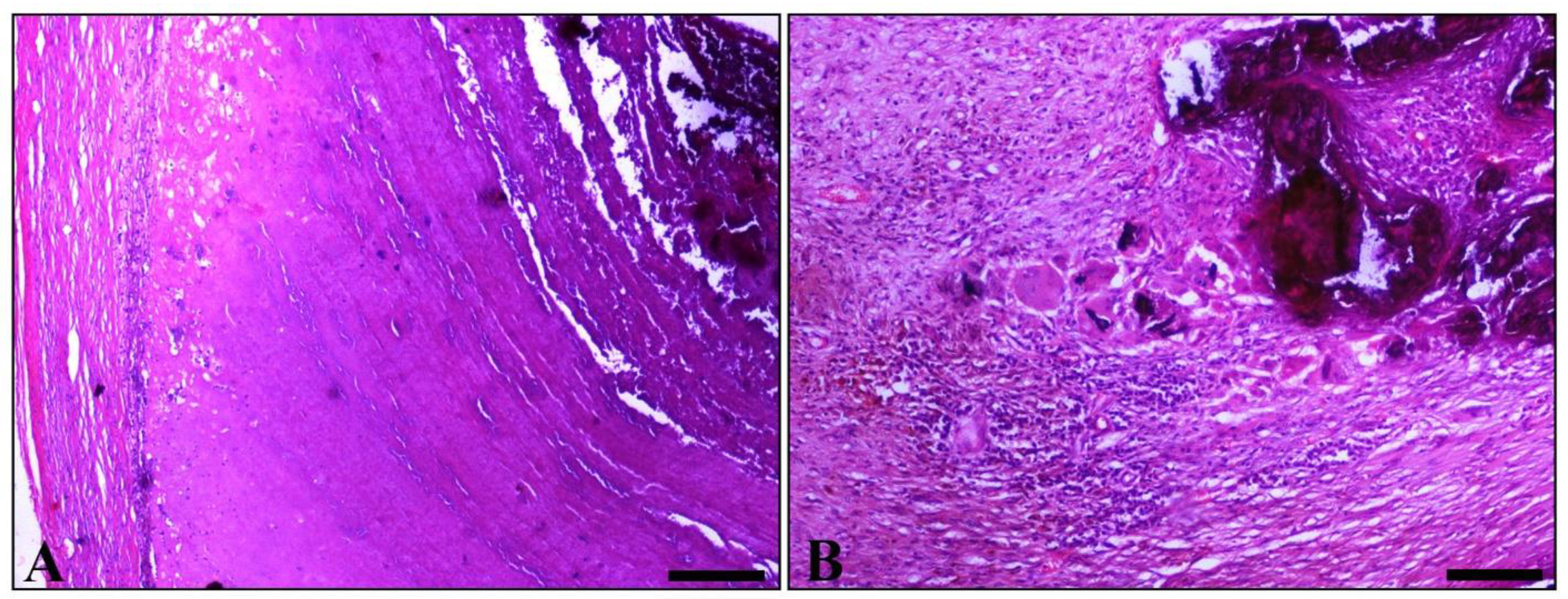 Vetsci 09 00086 g002