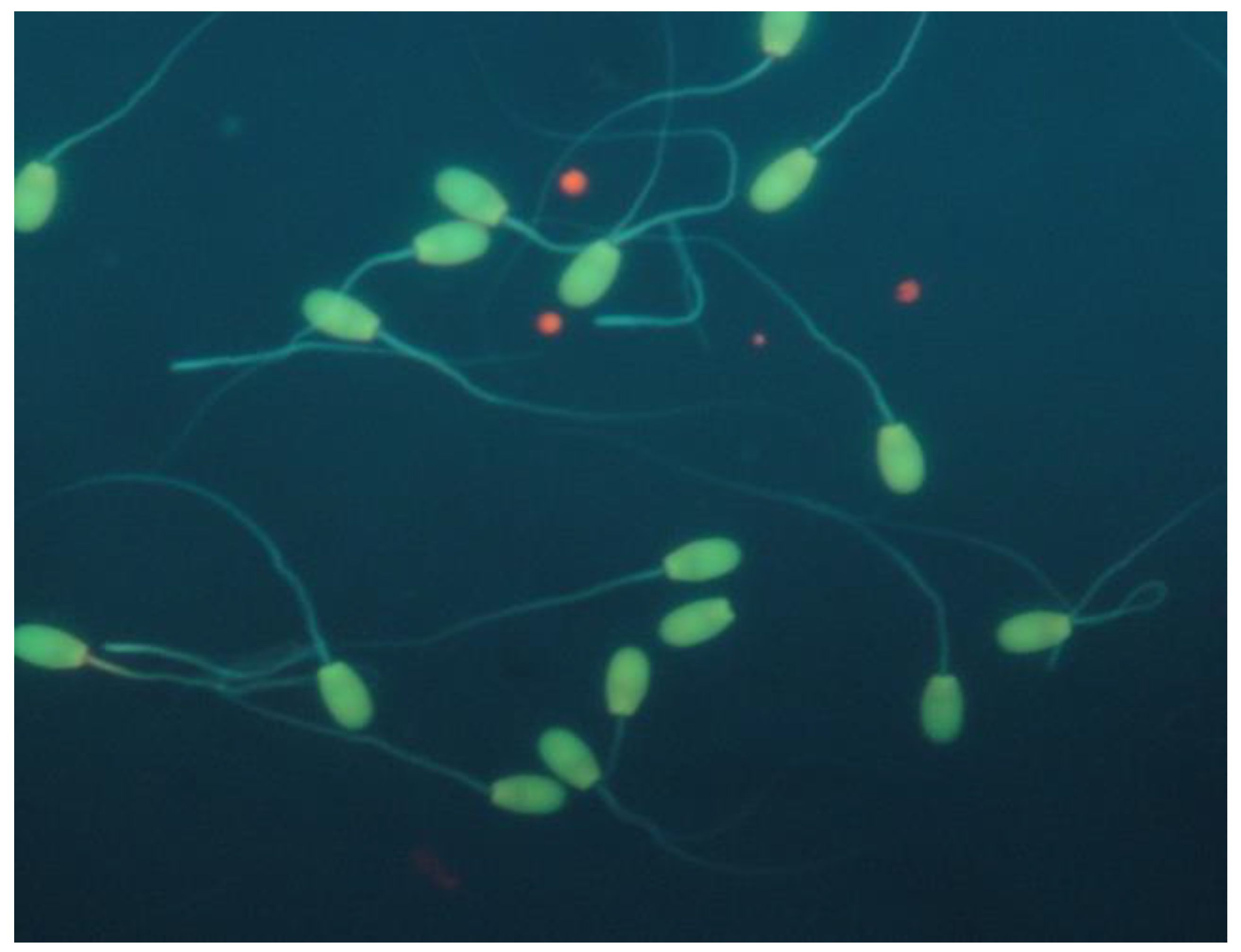 Vetsci 09 00086 g005