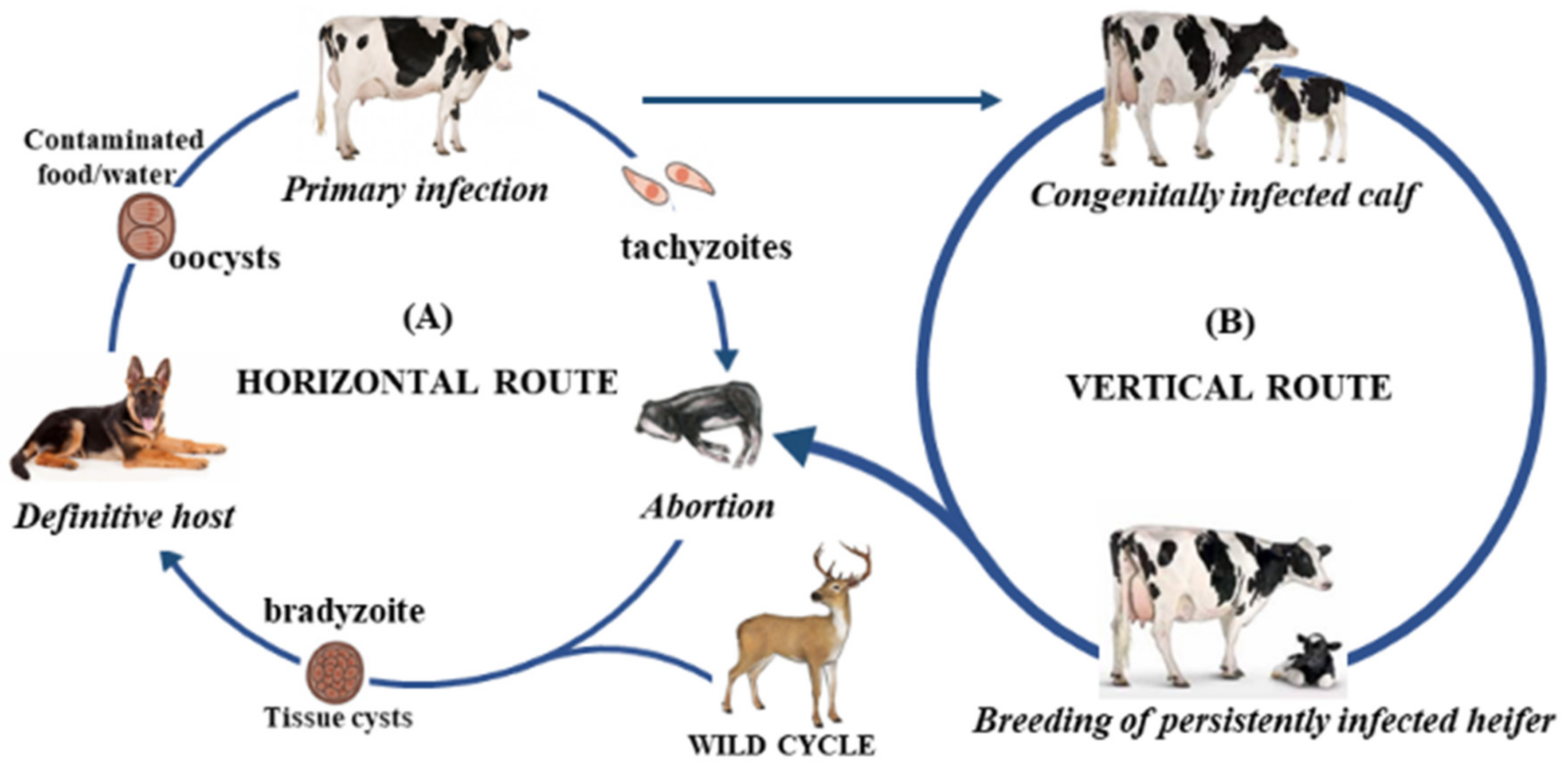 Vetsci 09 00087 g001 Vetsci 09 00087 g001